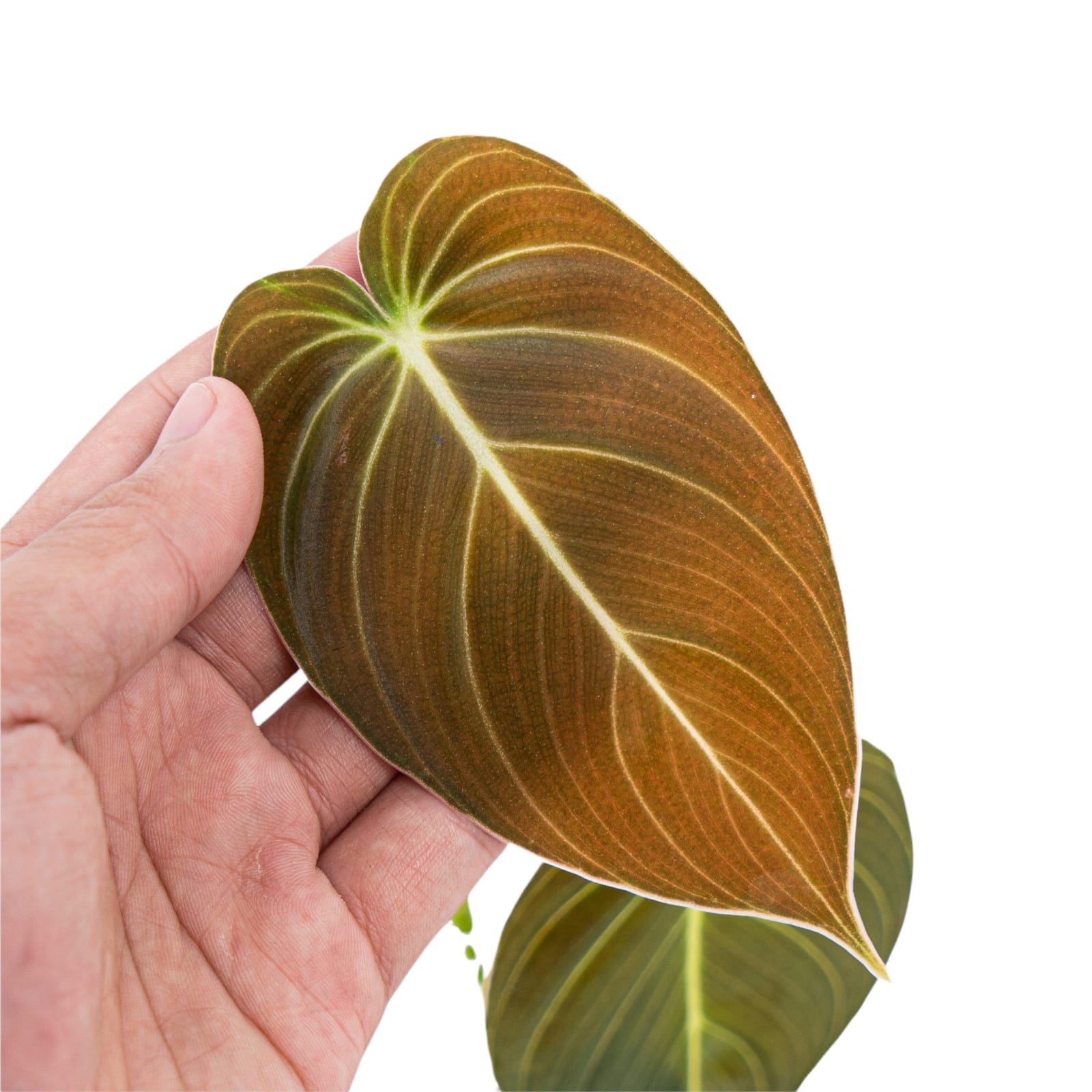 Philodendron Melanochrysum - Image 3