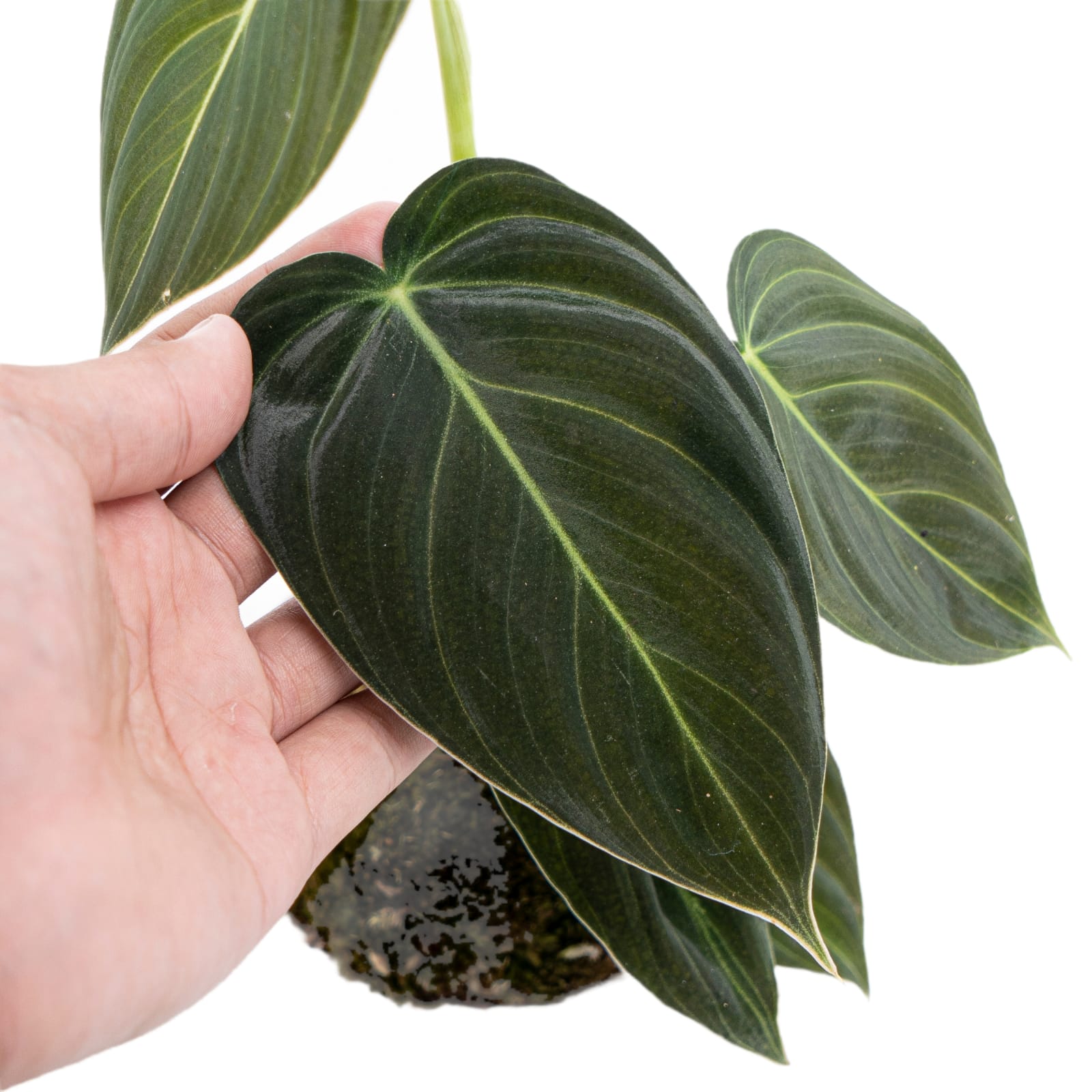 Philodendron Melanochrysum - Image 4