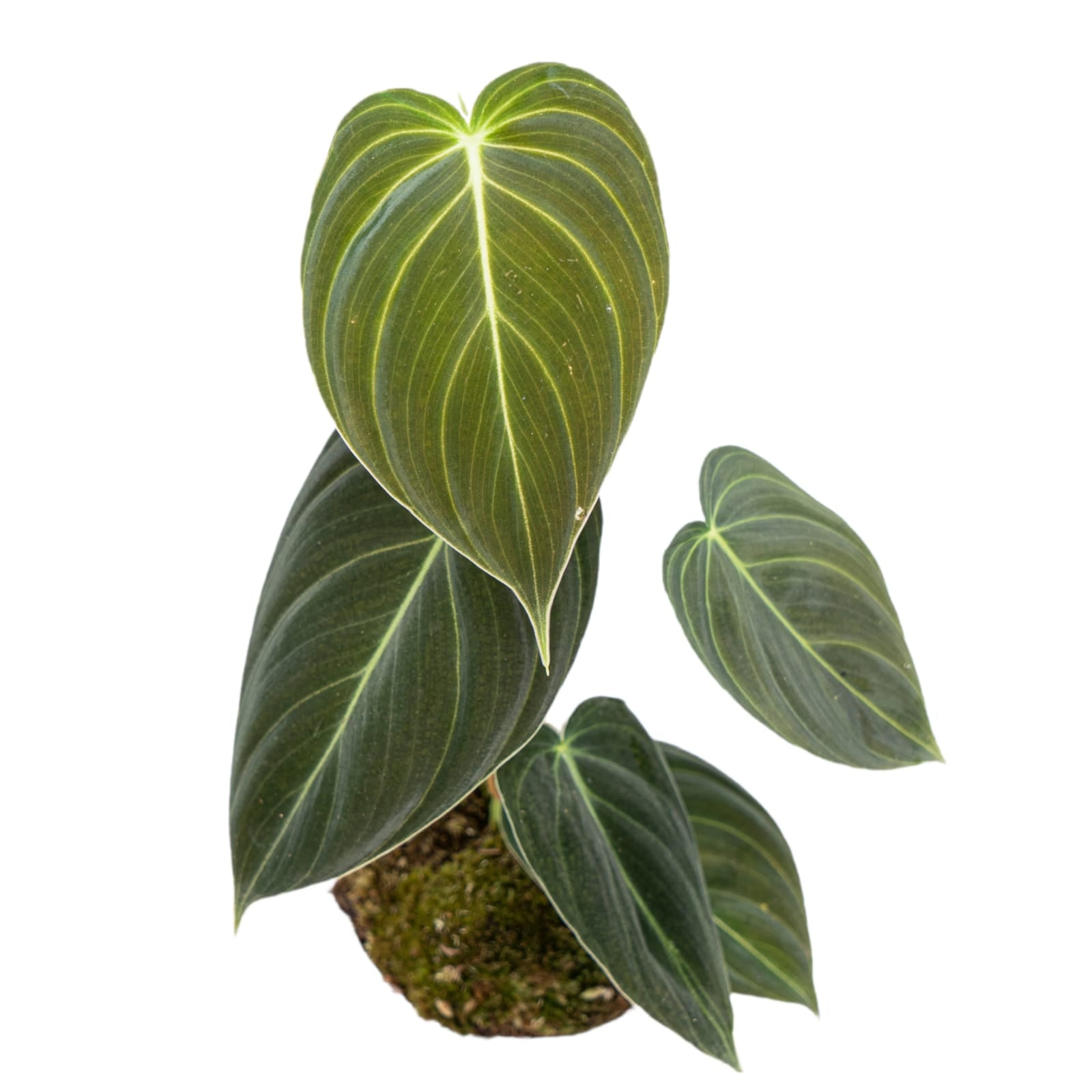 Philodendron Melanochrysum - Image 5