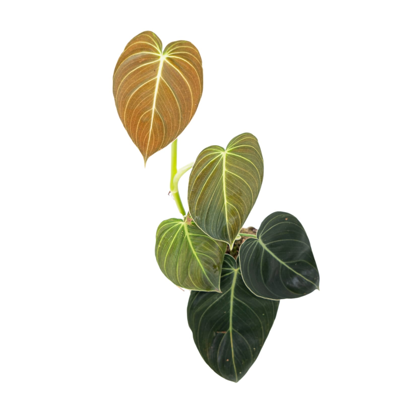 Philodendron Melanochrysum - Image 6