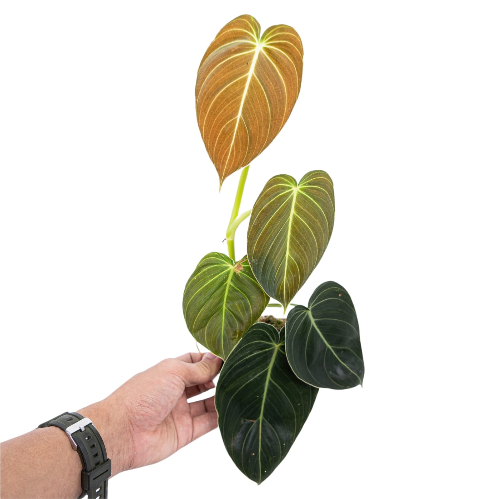 Philodendron Melanochrysum - Image 7
