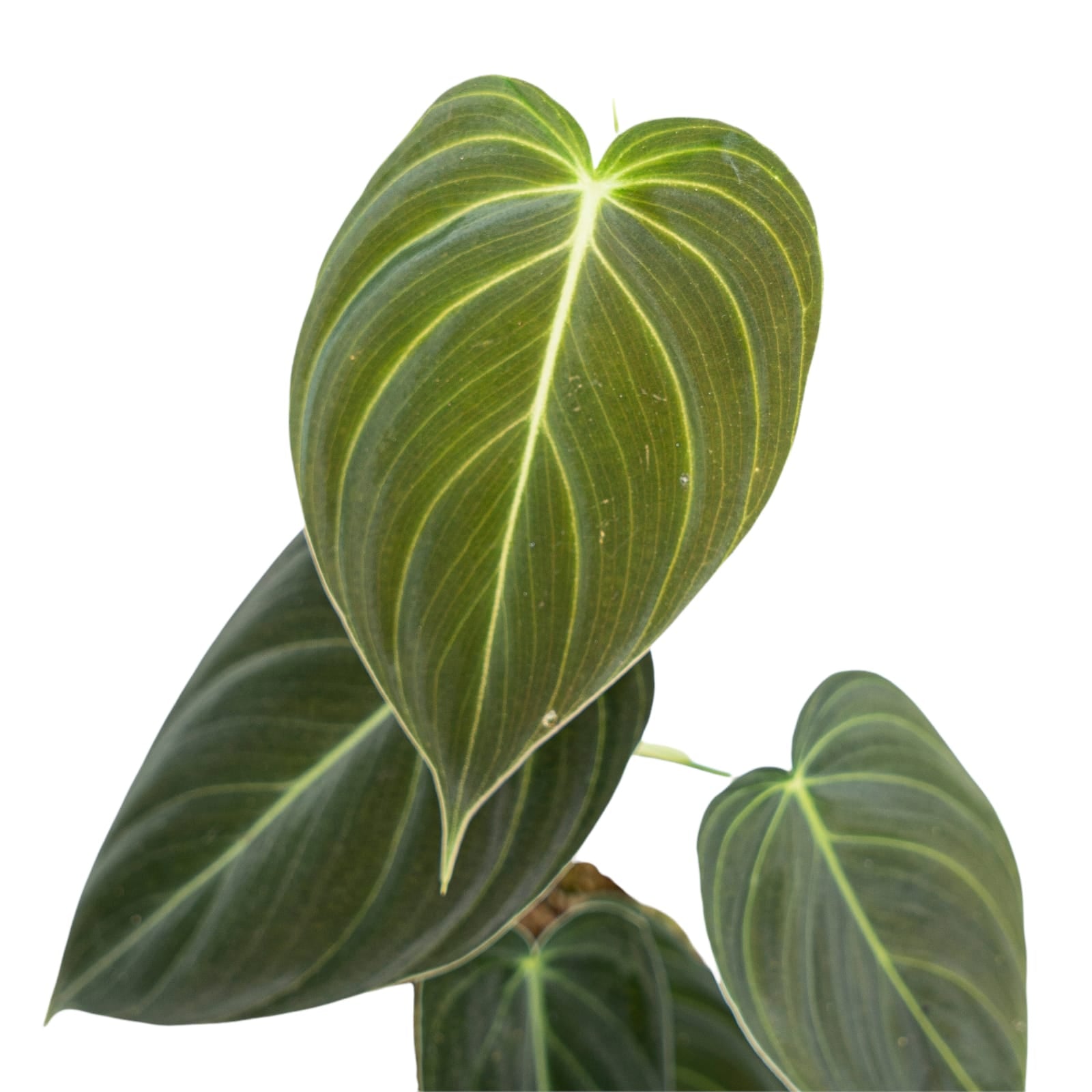 Philodendron Melanochrysum - Image 8