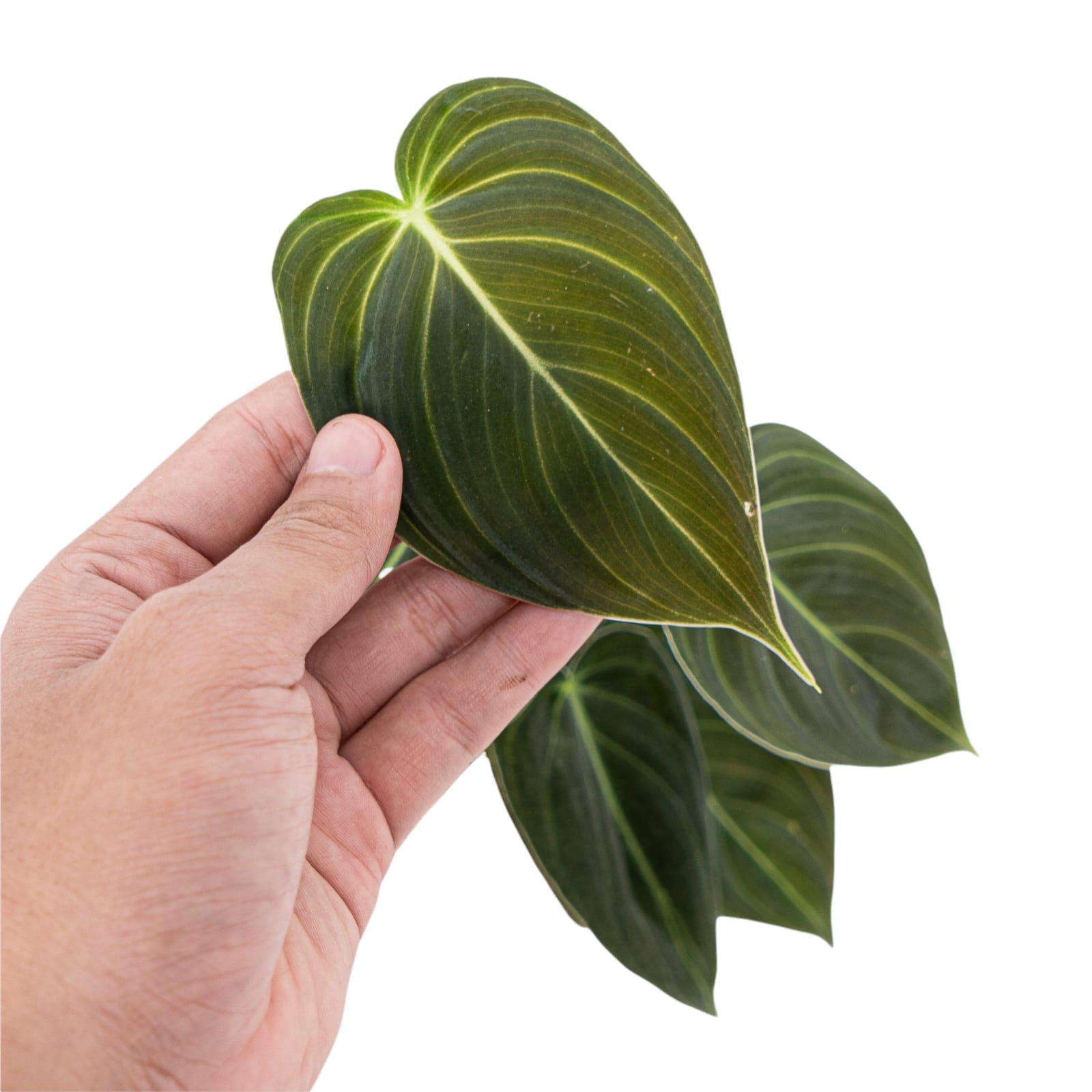 Philodendron Melanochrysum - Image 9