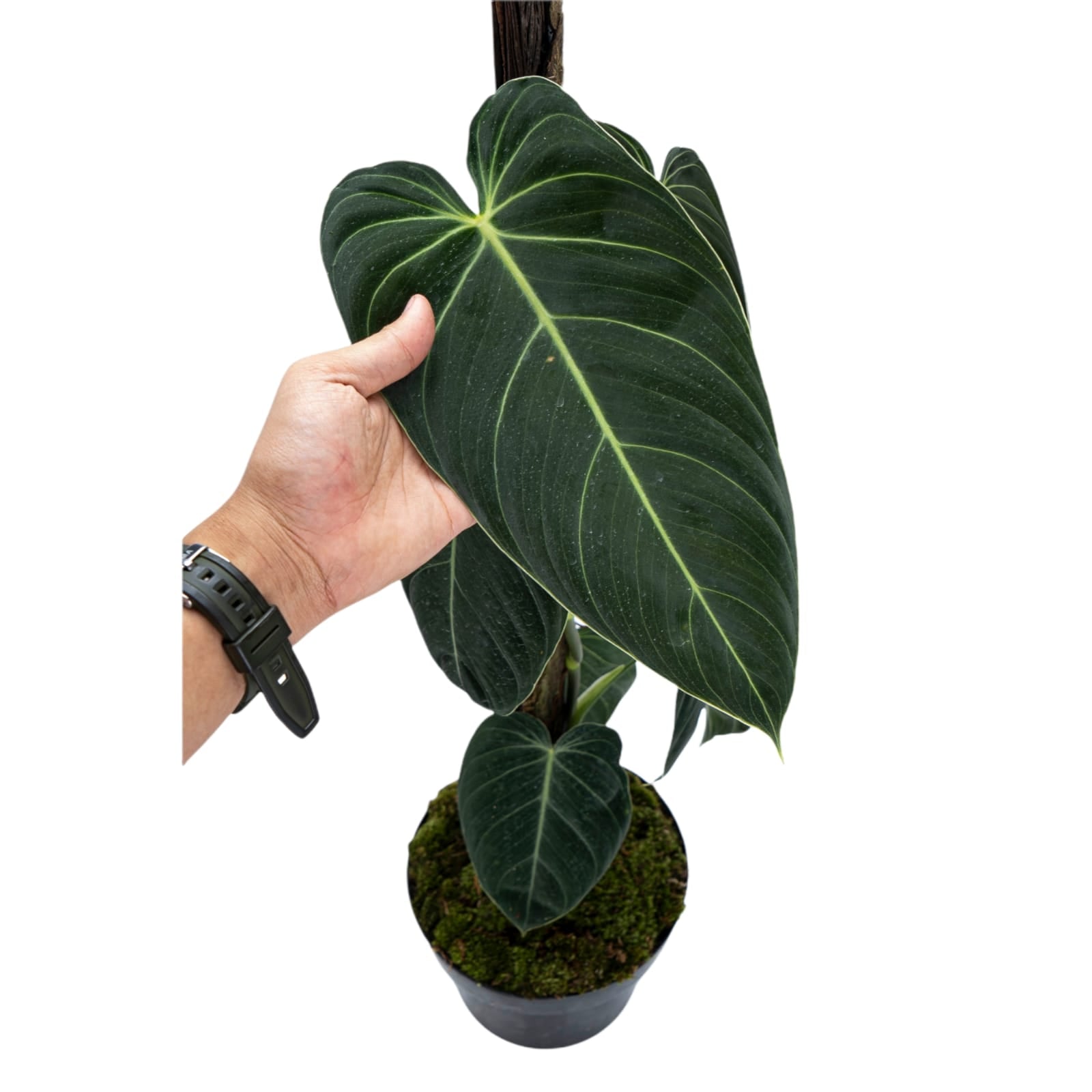 Philodendron Melanochrysum - Long Lush Leaves - Image 2