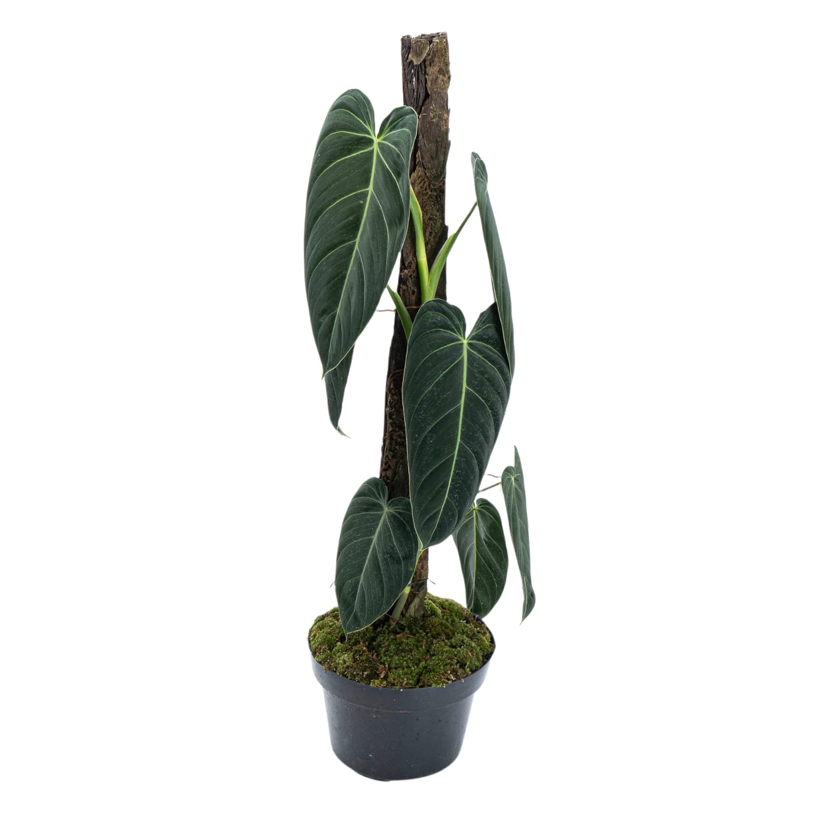 Philodendron Melanochrysum - Long Lush Leaves - Image 3