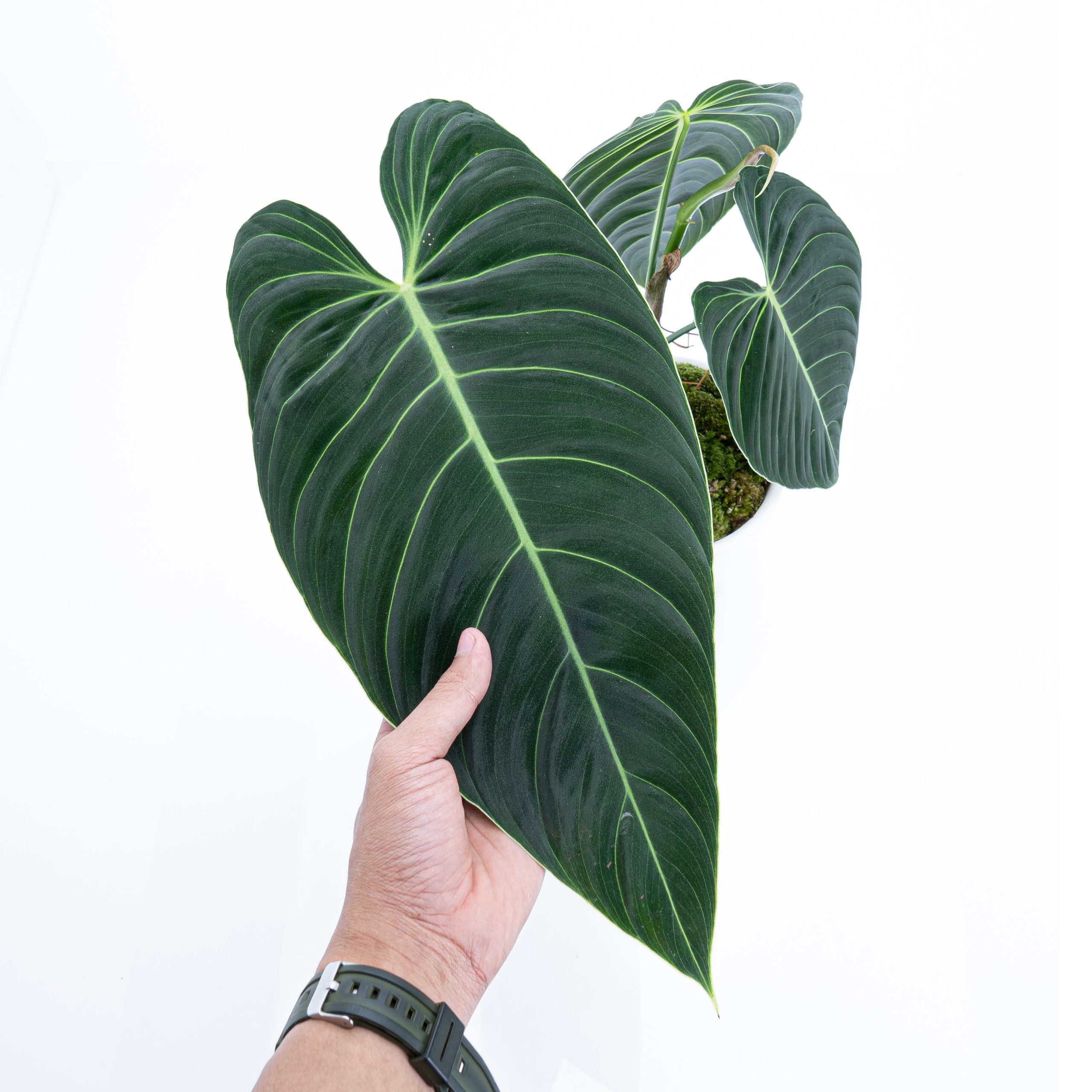 Philodendron Melanochrysum - Long leaf - Image 2