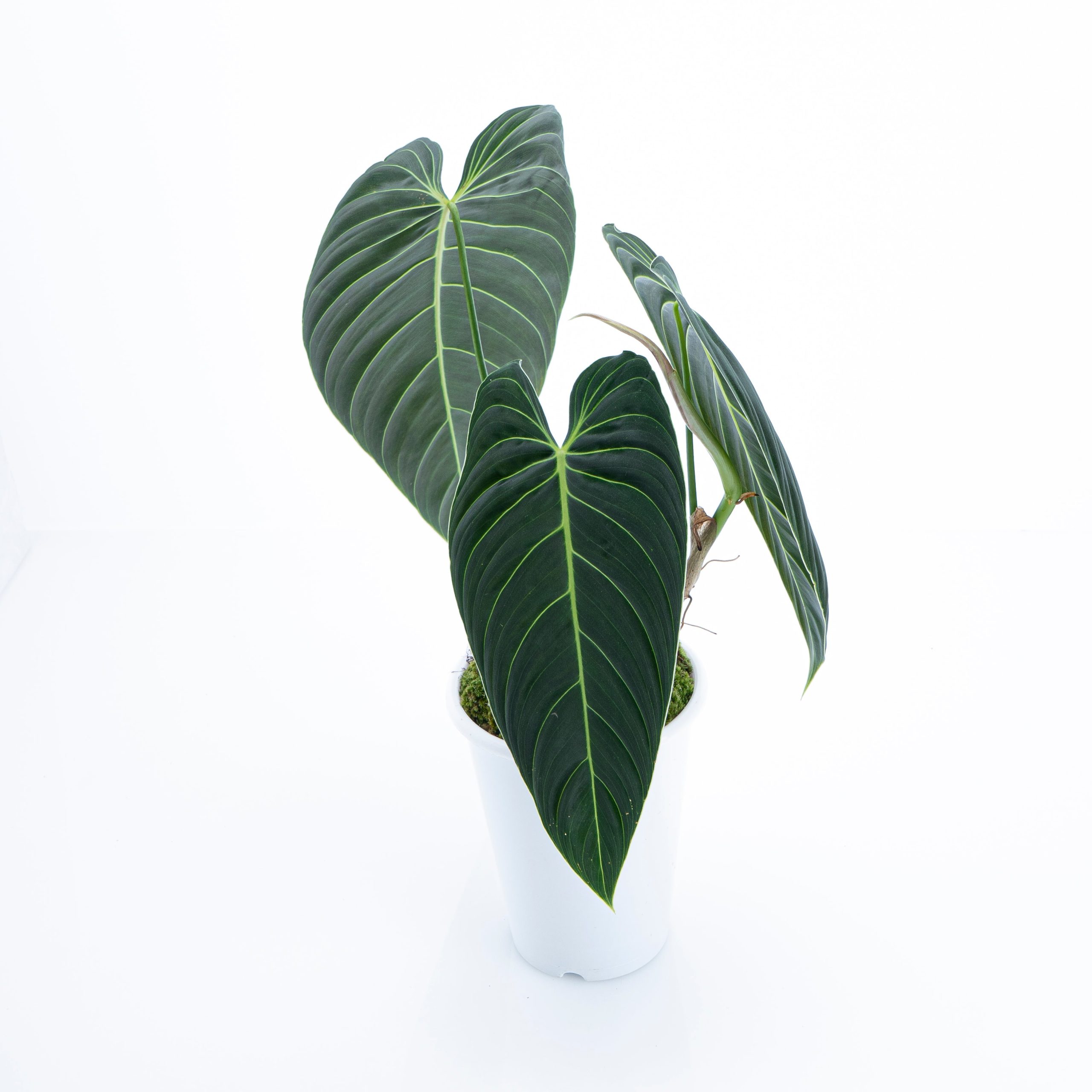 Philodendron Melanochrysum - Long leaf - Image 3