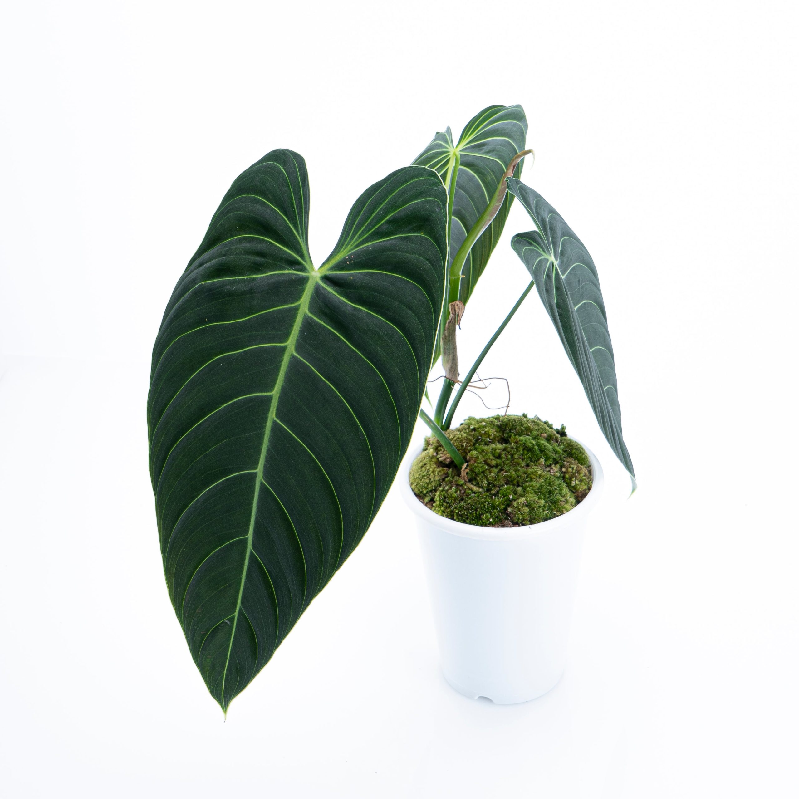 Philodendron Melanochrysum - Long leaf - Image 4