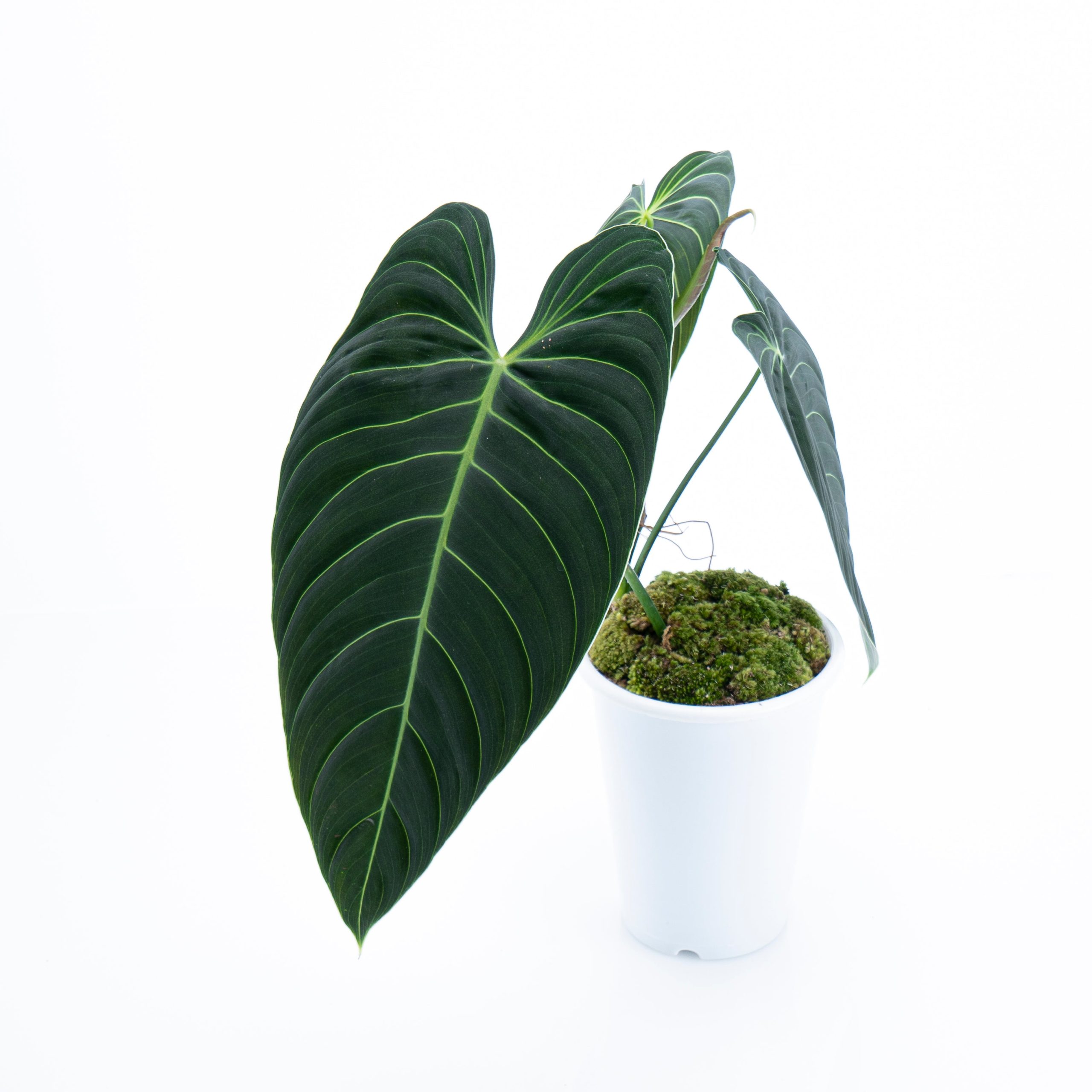 Philodendron Melanochrysum - Long leaf - Image 5