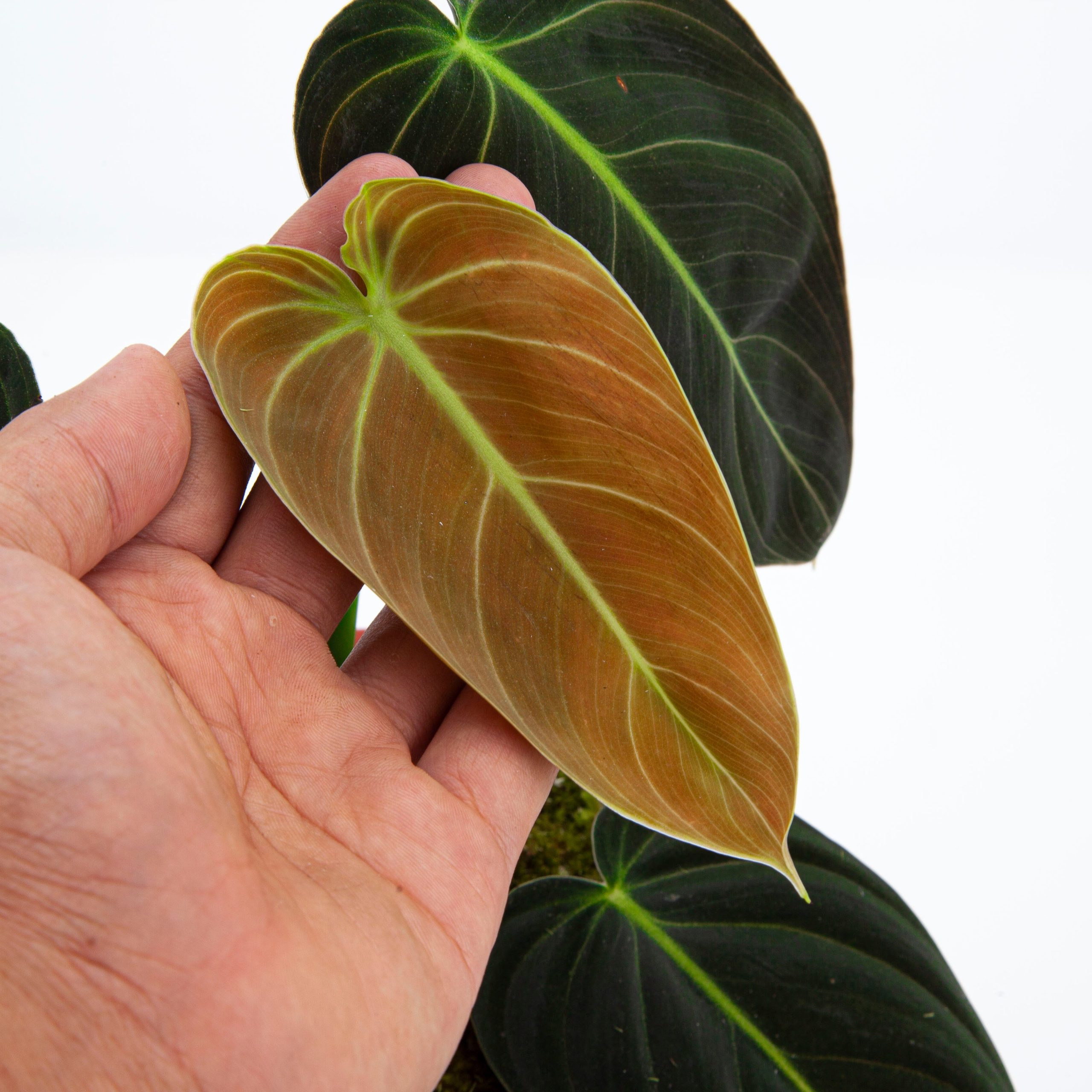 Philodendron Melanochrysum Medium size - Image 2