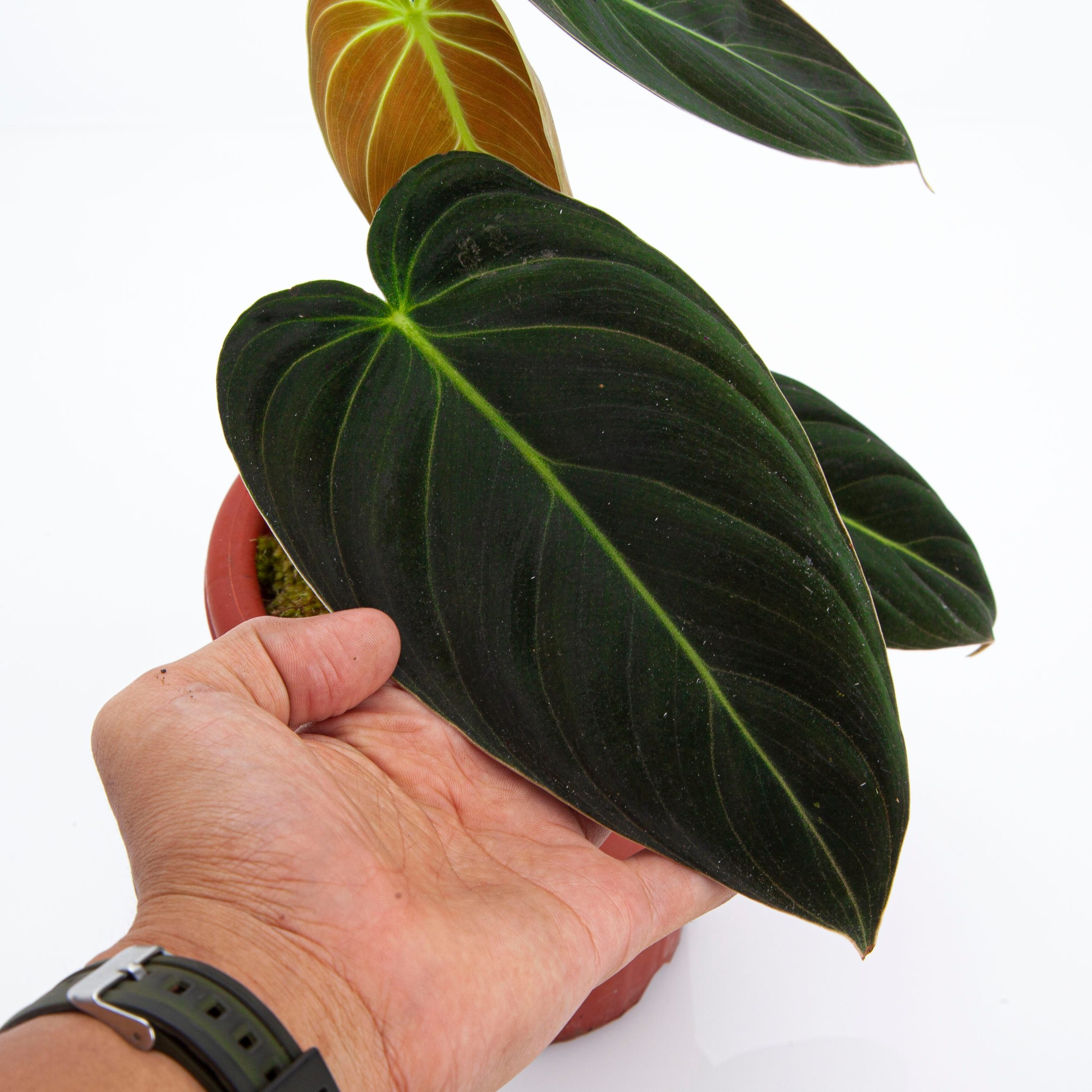 Philodendron Melanochrysum Medium size - Image 3