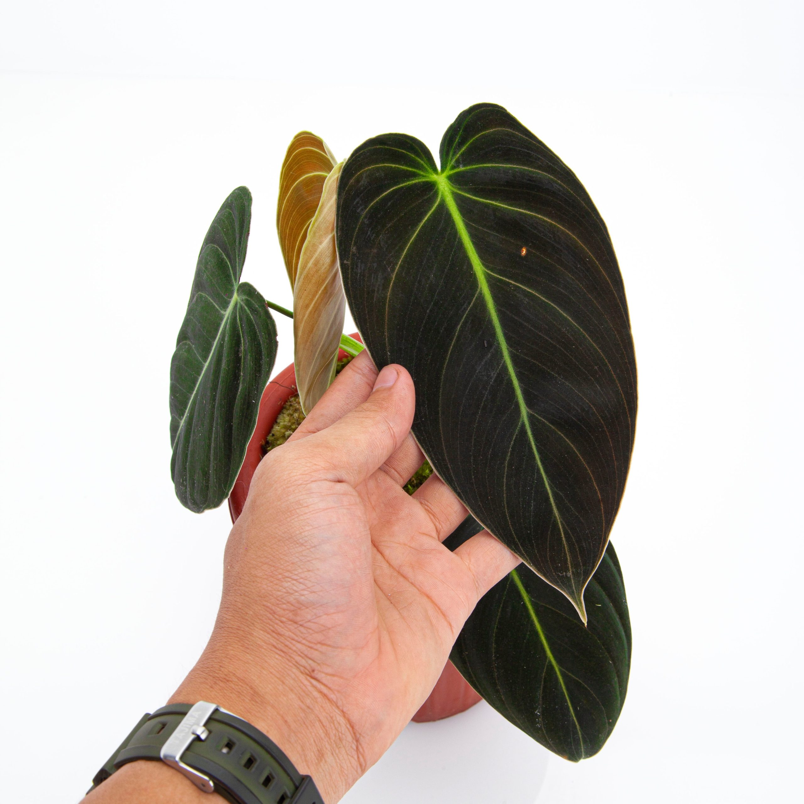 Philodendron Melanochrysum Medium size - Image 4