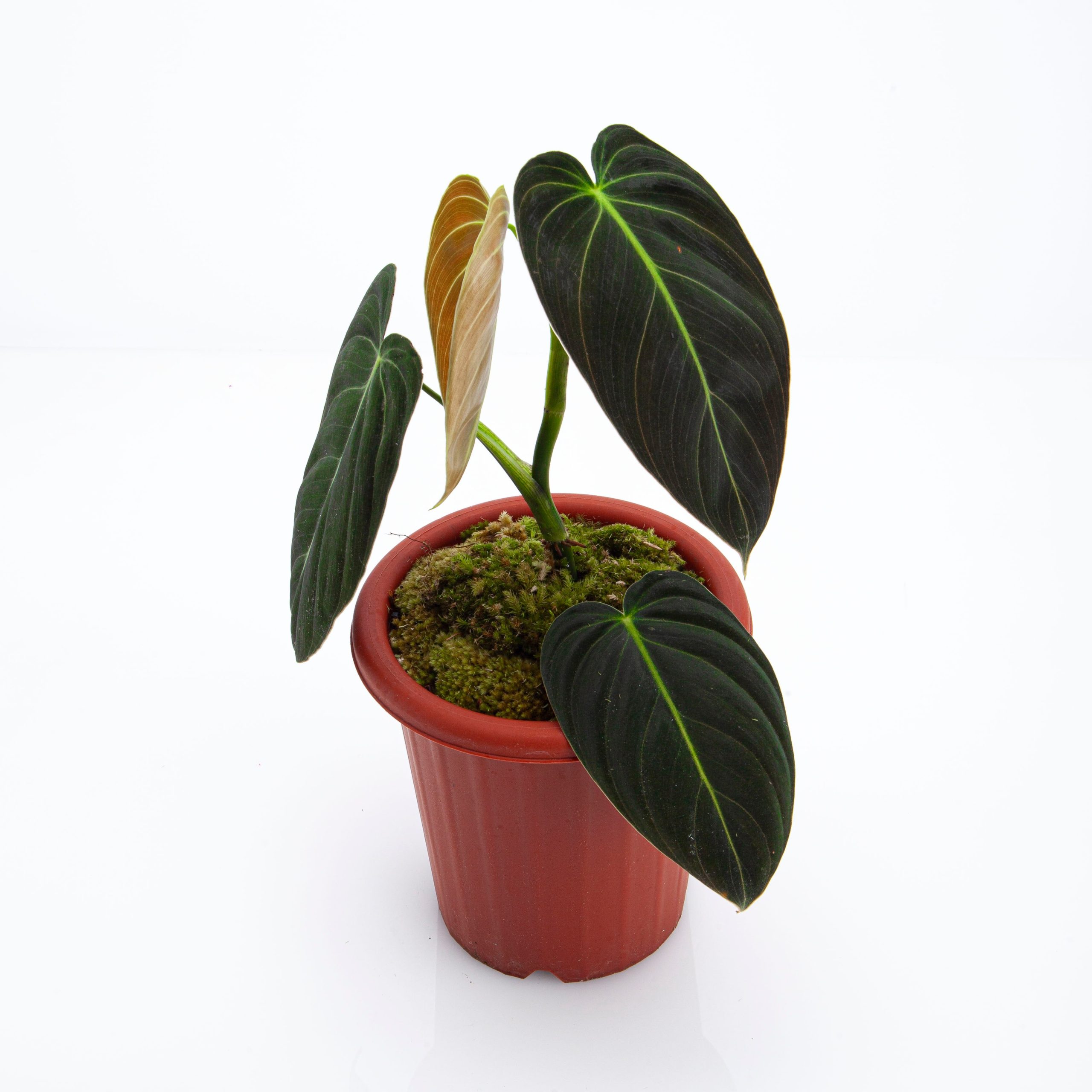 Philodendron Melanochrysum Medium size - Image 5