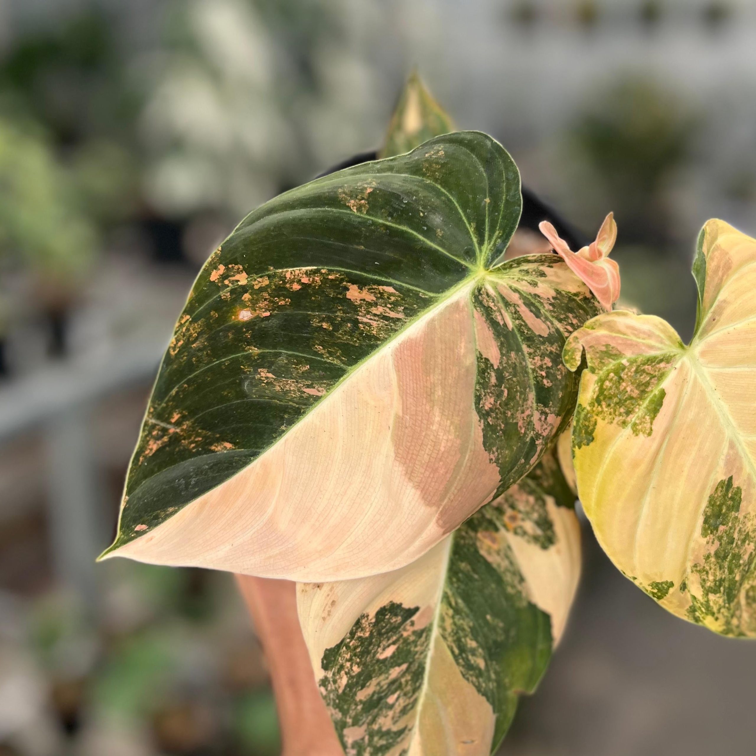 Philodendron melanochrysum orange variegated - Image 2