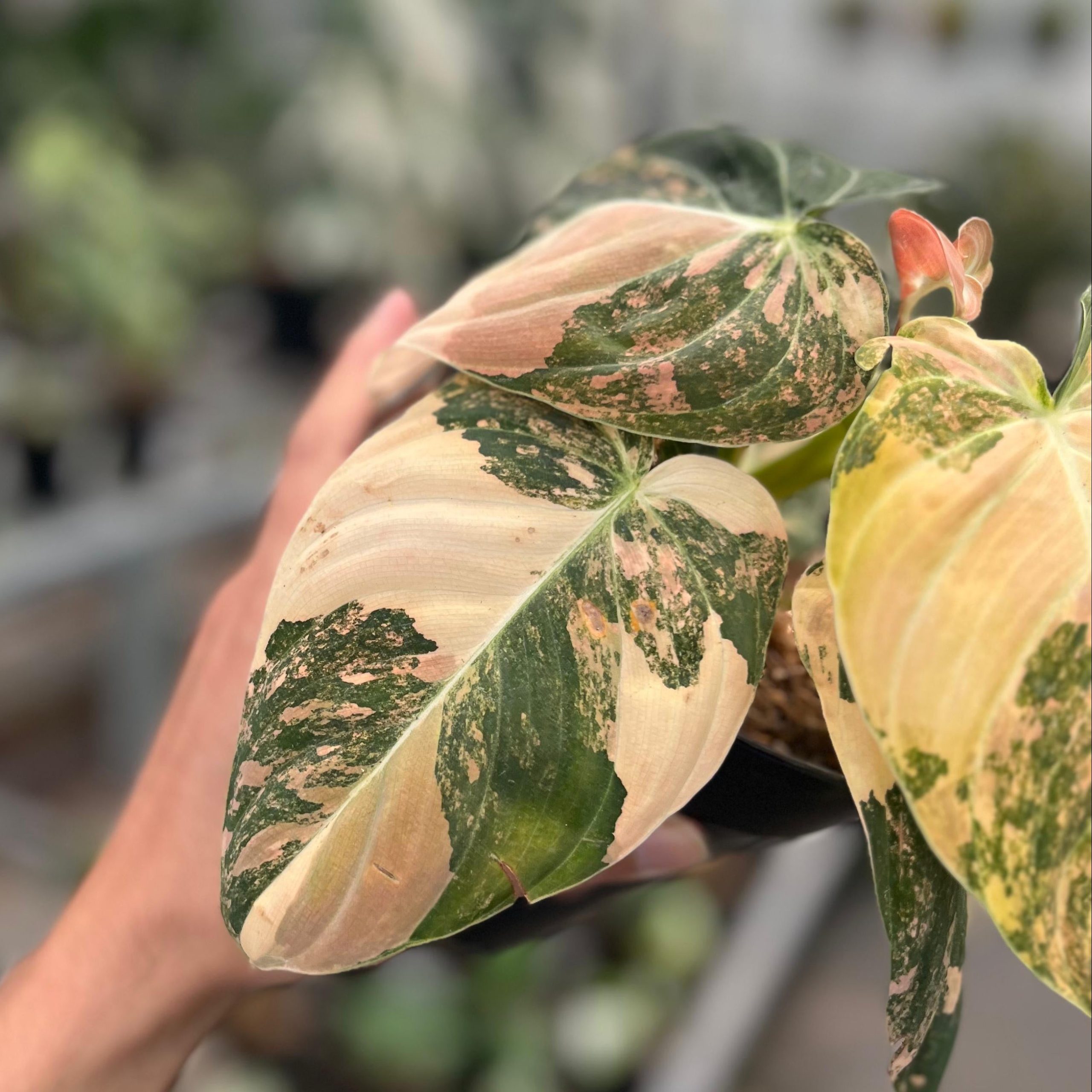 Philodendron melanochrysum orange variegated - Image 3