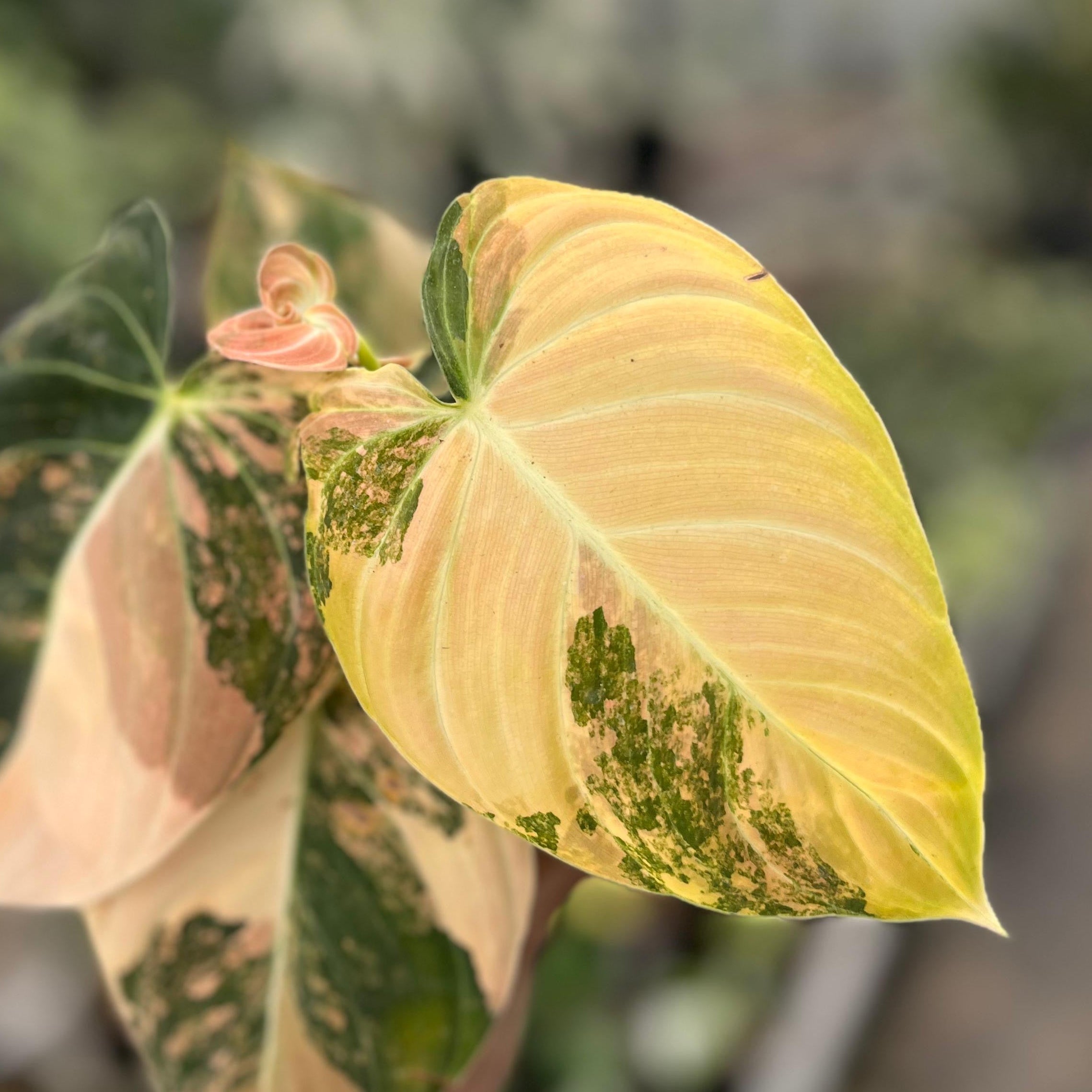 Philodendron melanochrysum orange variegated - Image 4