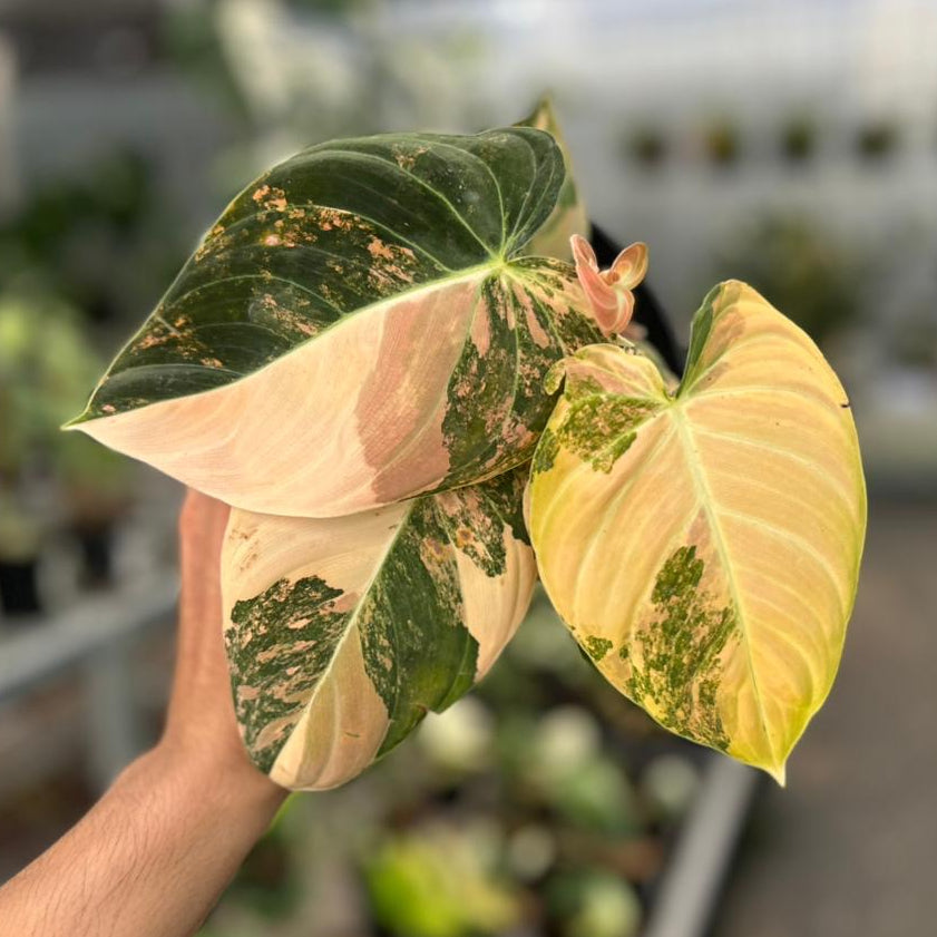 Philodendron melanochrysum orange variegated - Image 5