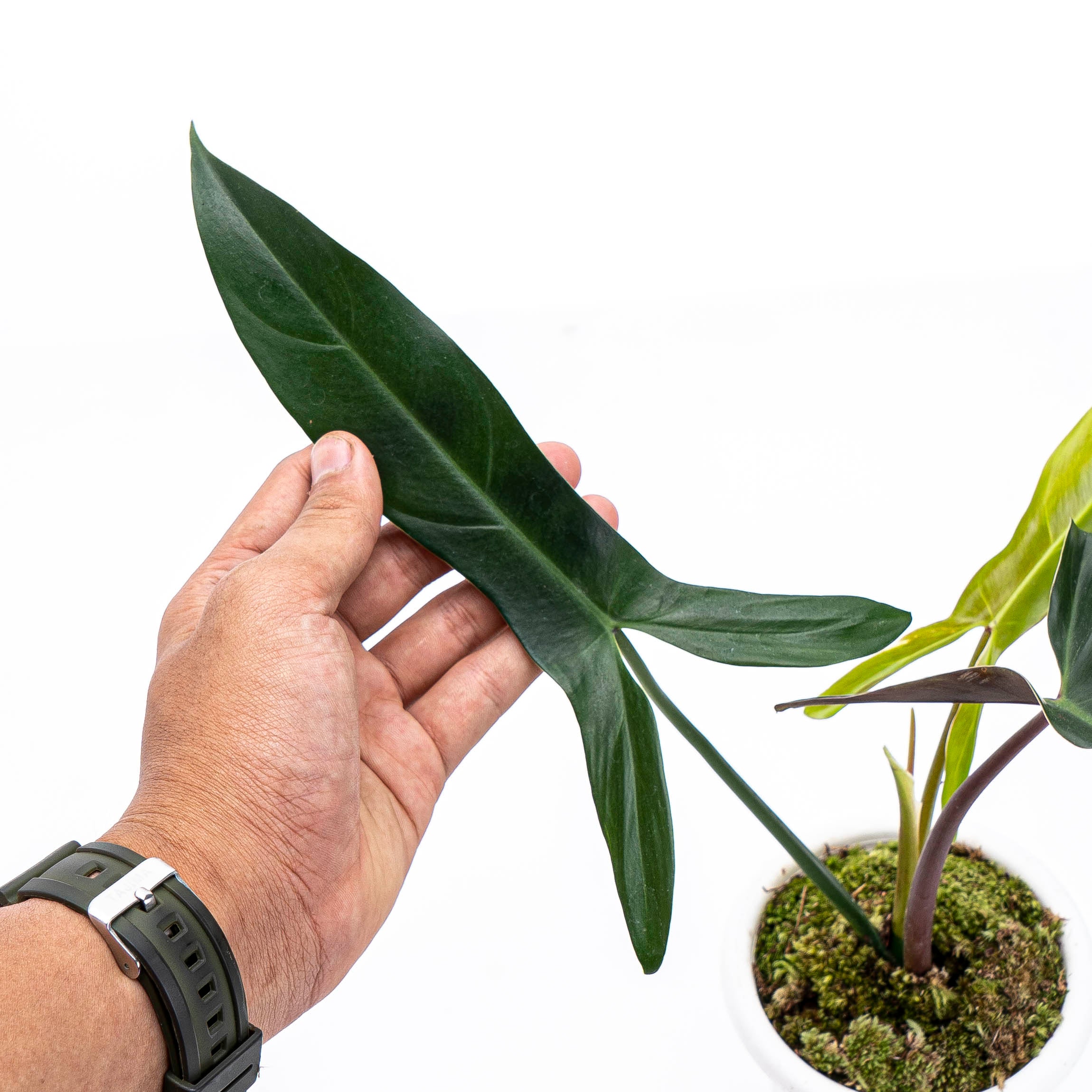 Philodendron Mexicanum - Image 2