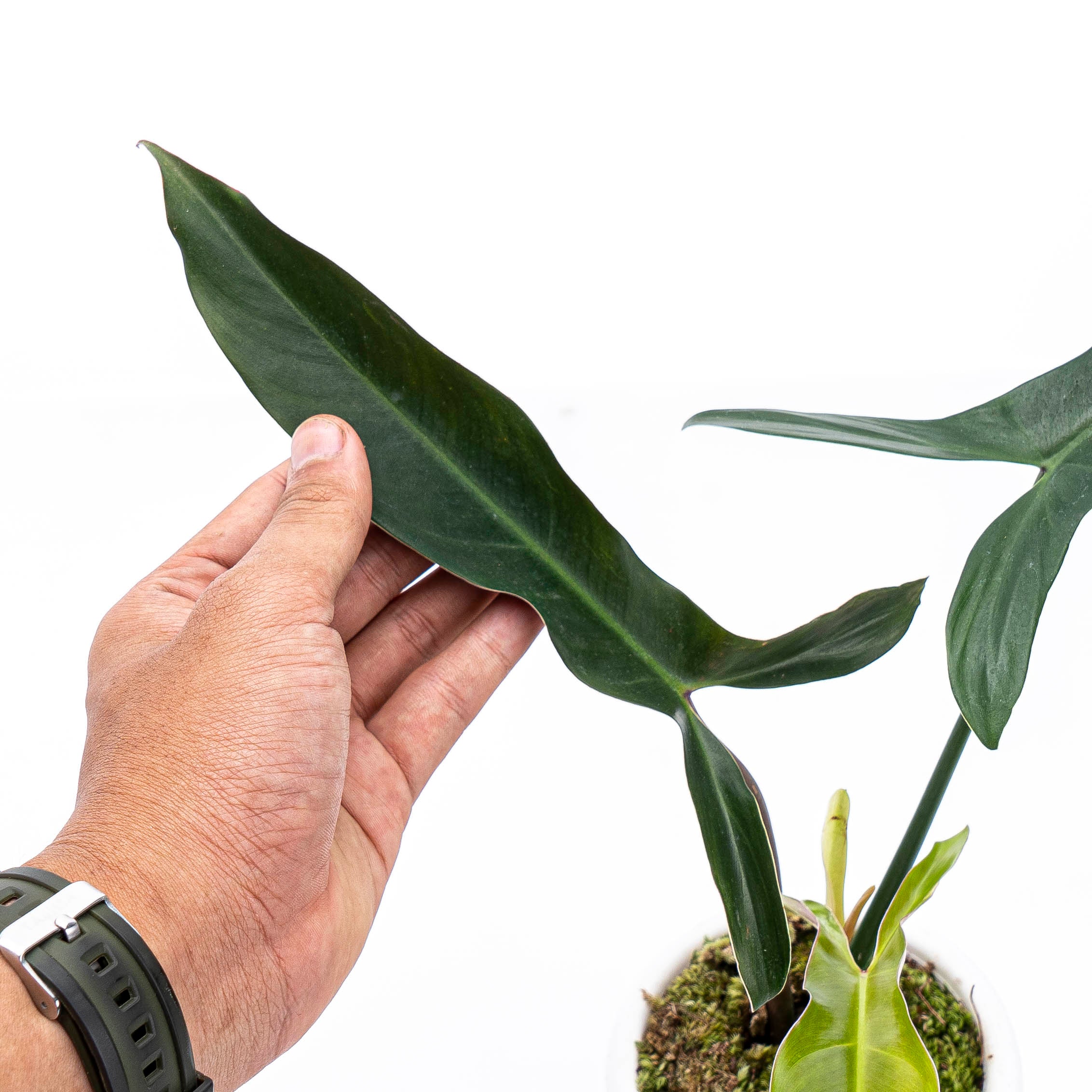 Philodendron Mexicanum - Image 3