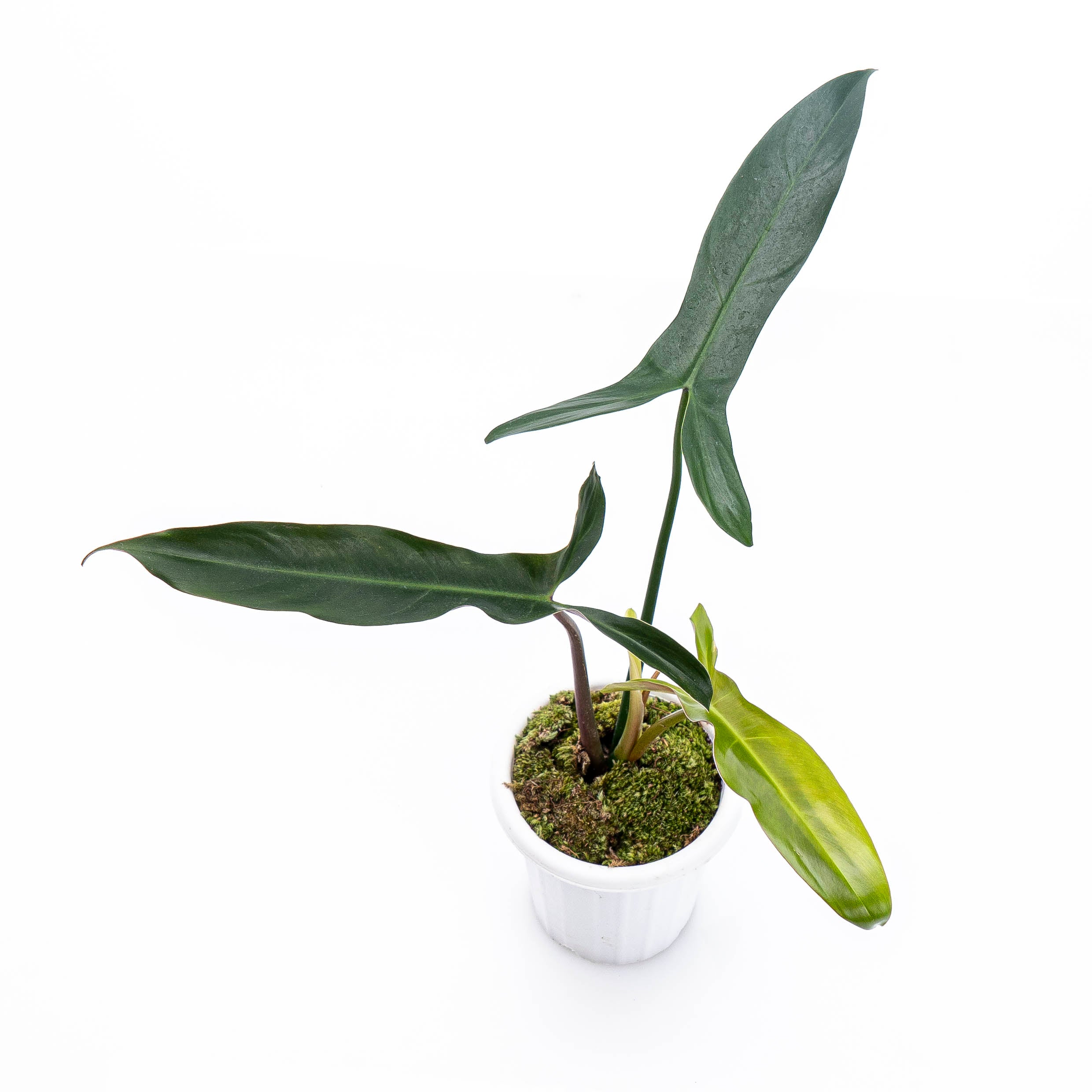 Philodendron Mexicanum - Image 4