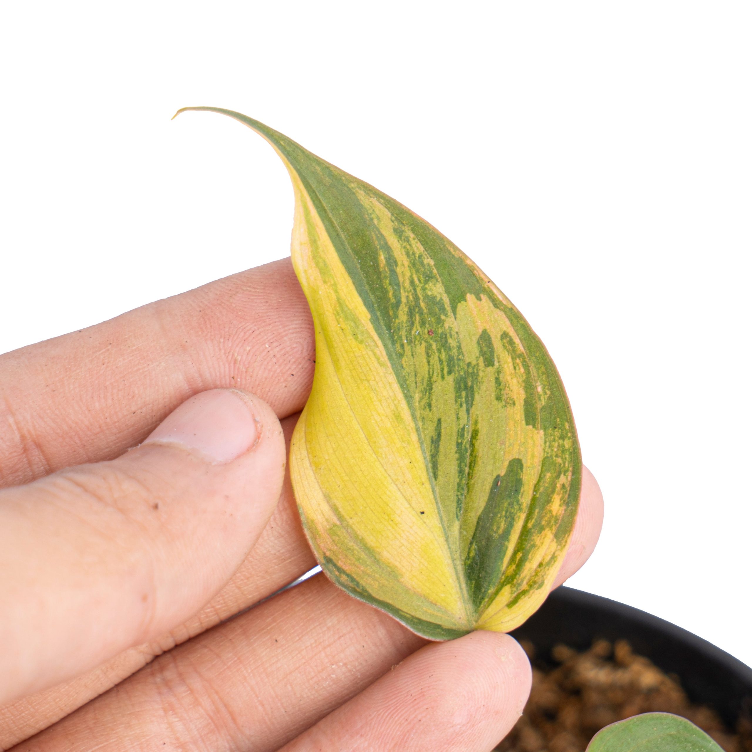 Philodendron micans variegated - Image 2