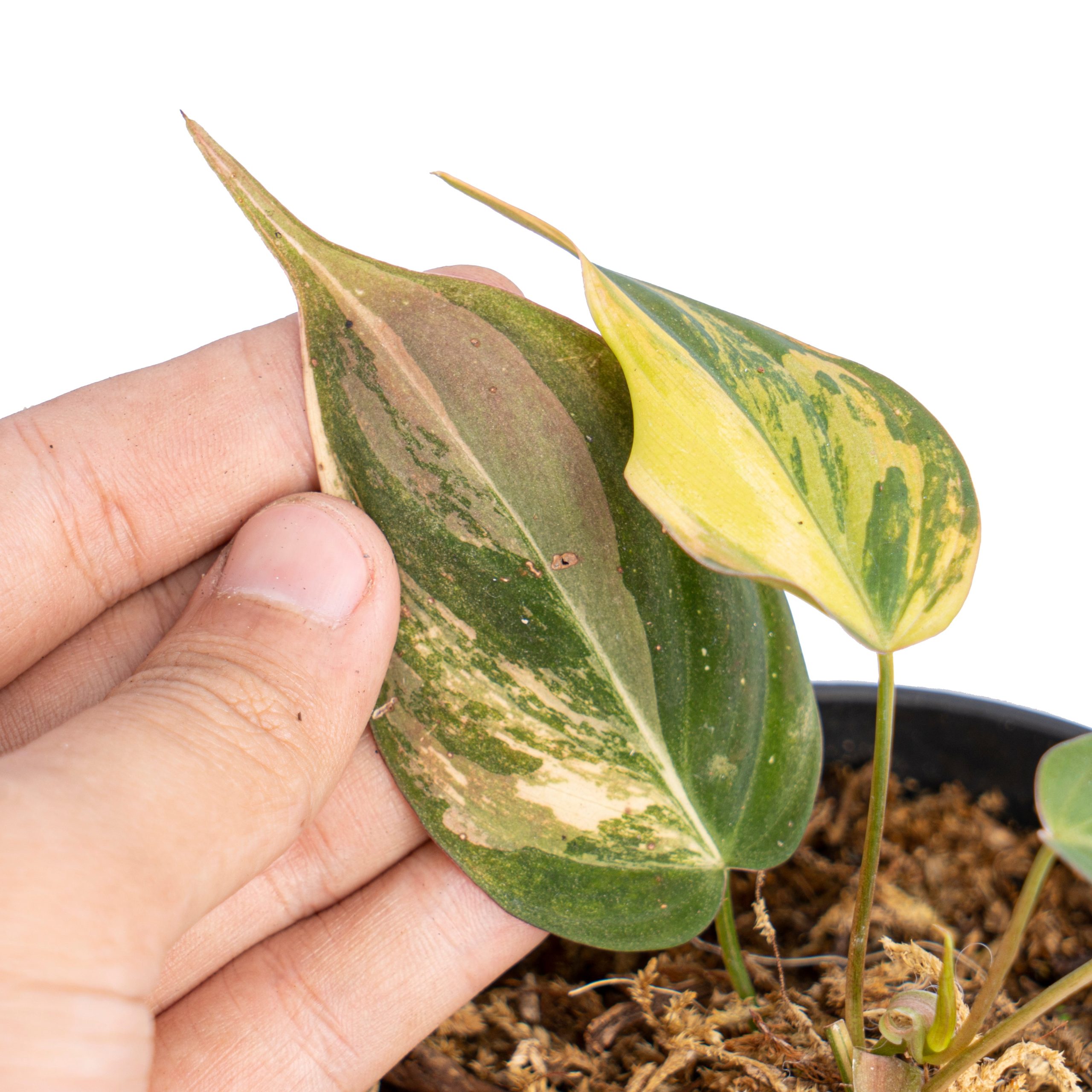 Philodendron micans variegated - Image 3