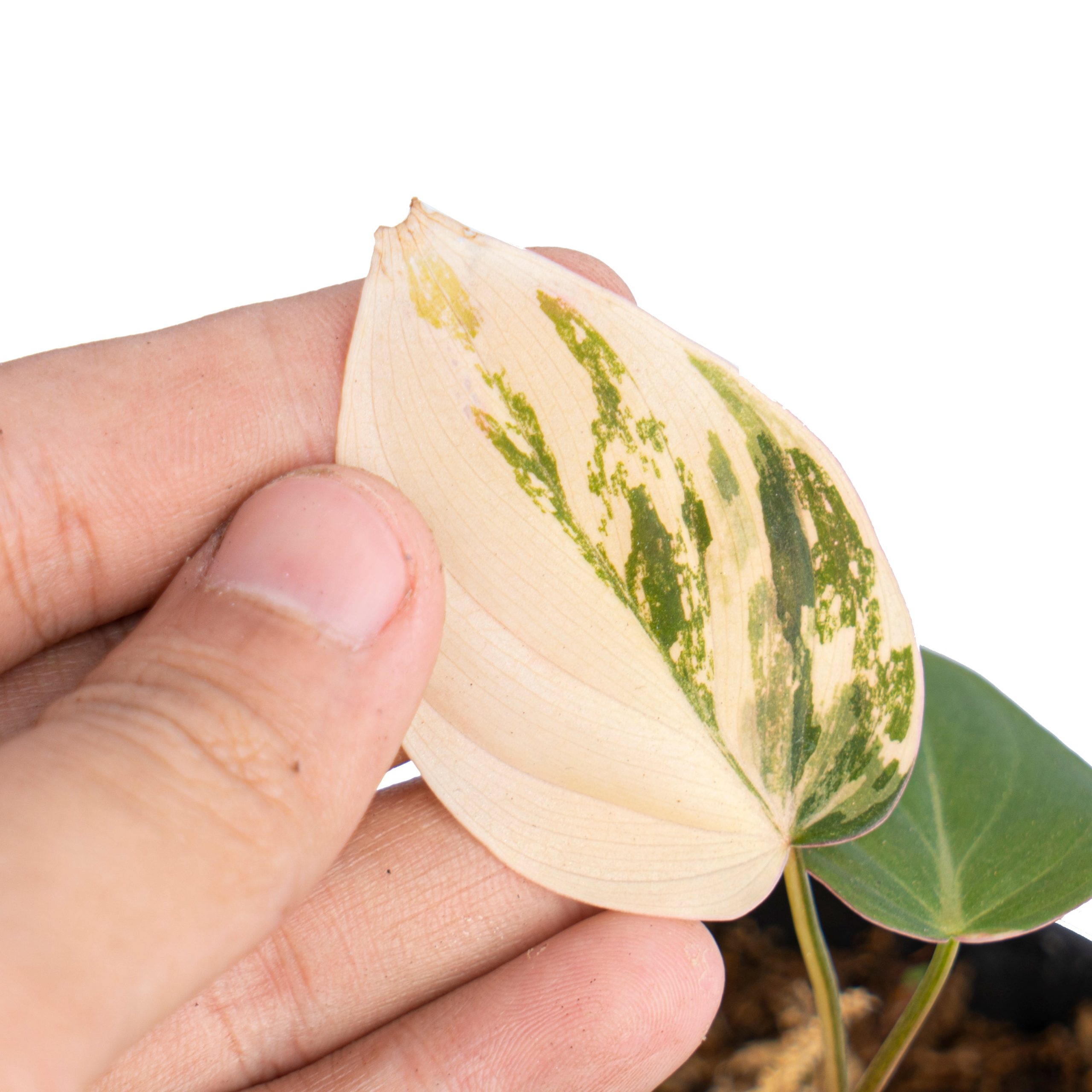 Philodendron micans variegated - Image 4