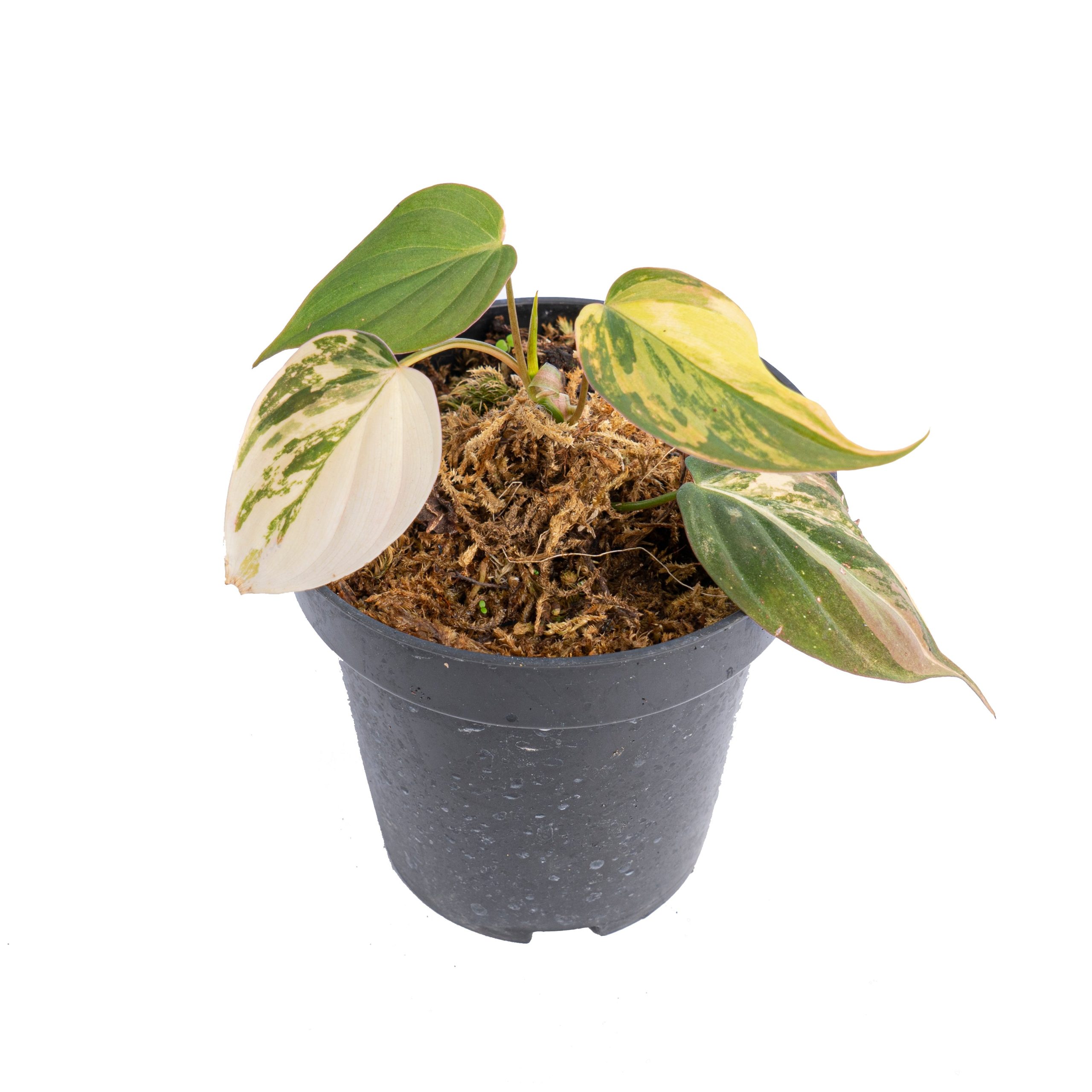 Philodendron micans variegated - Image 5