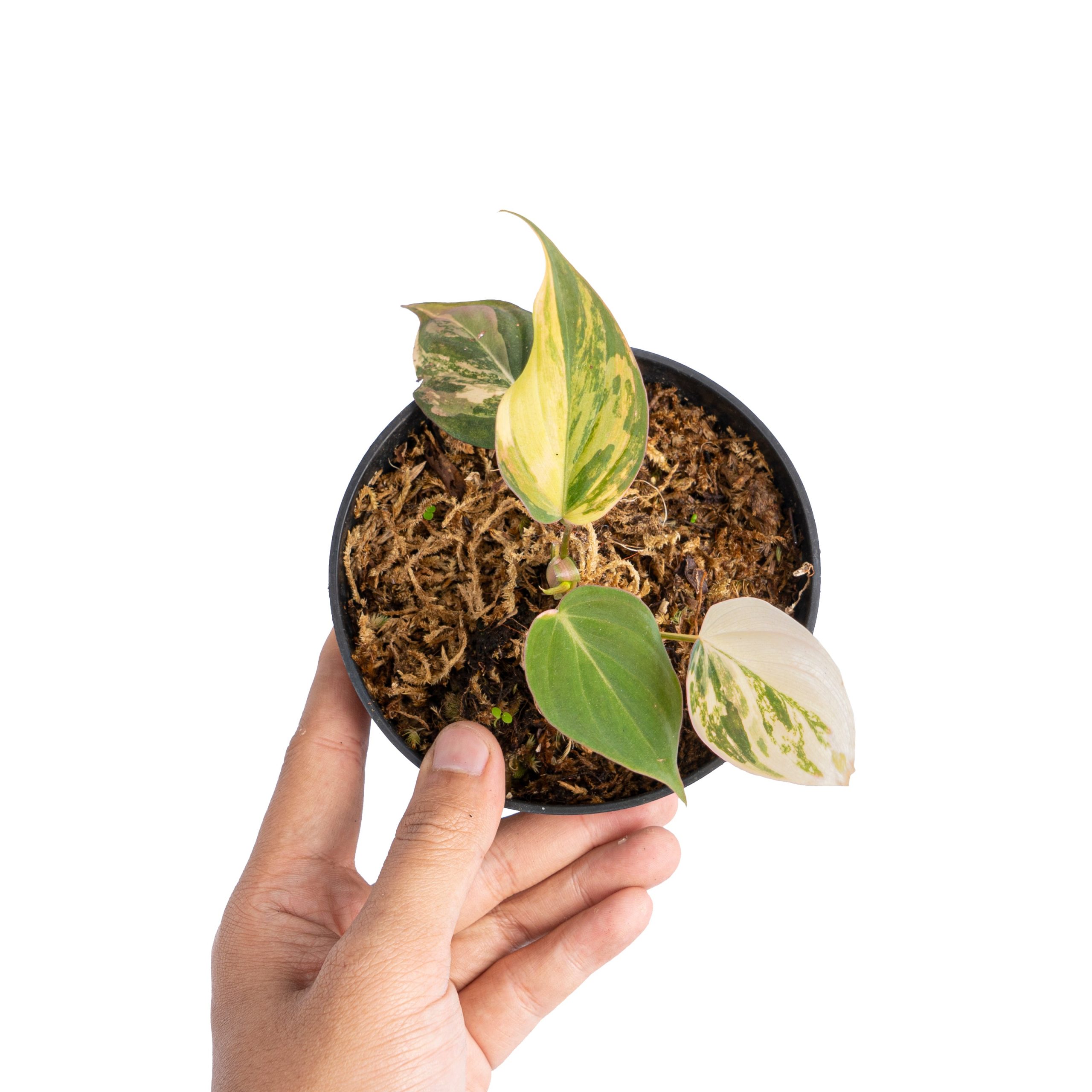 Philodendron micans variegated - Image 6