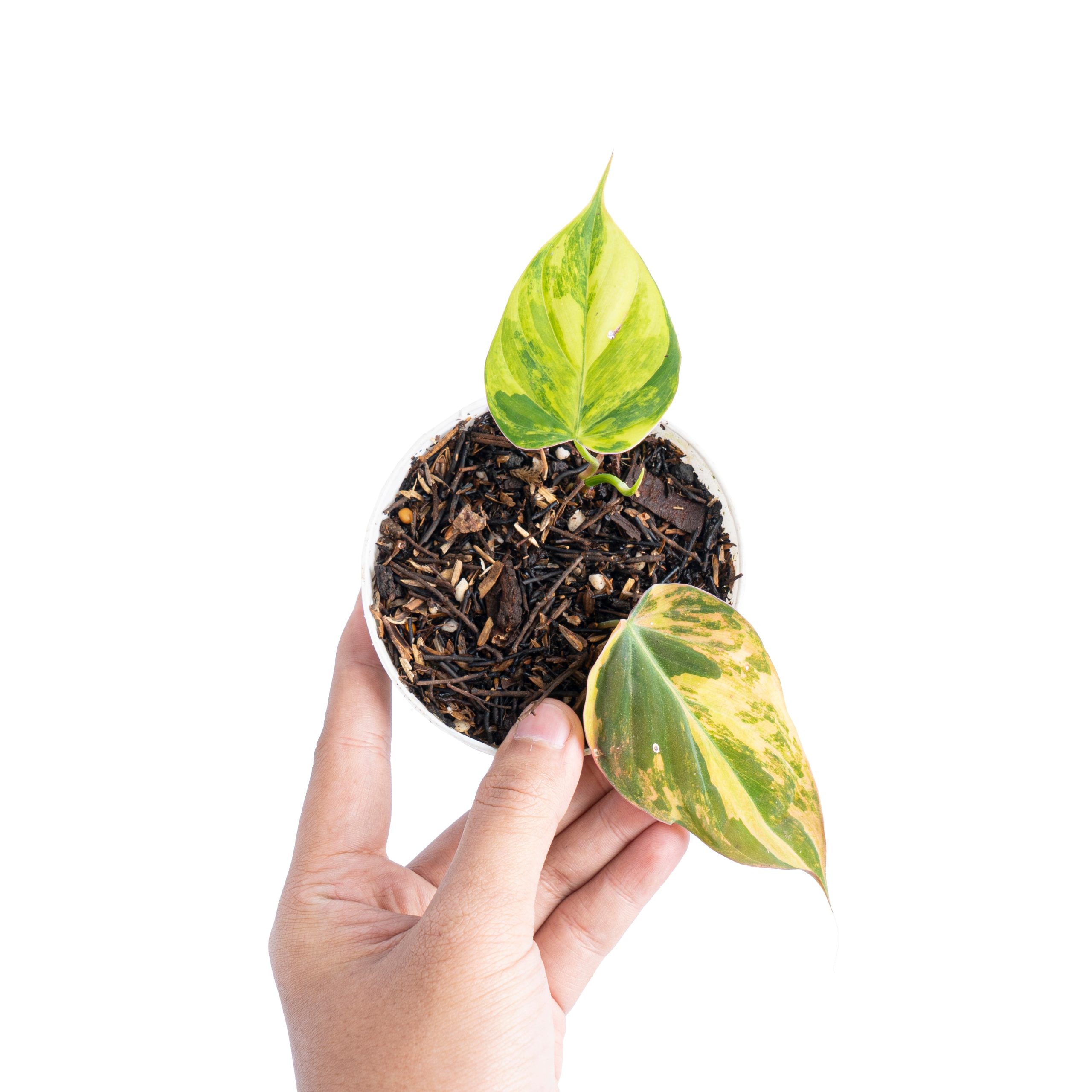 Philodendron micans variegated - Image 7