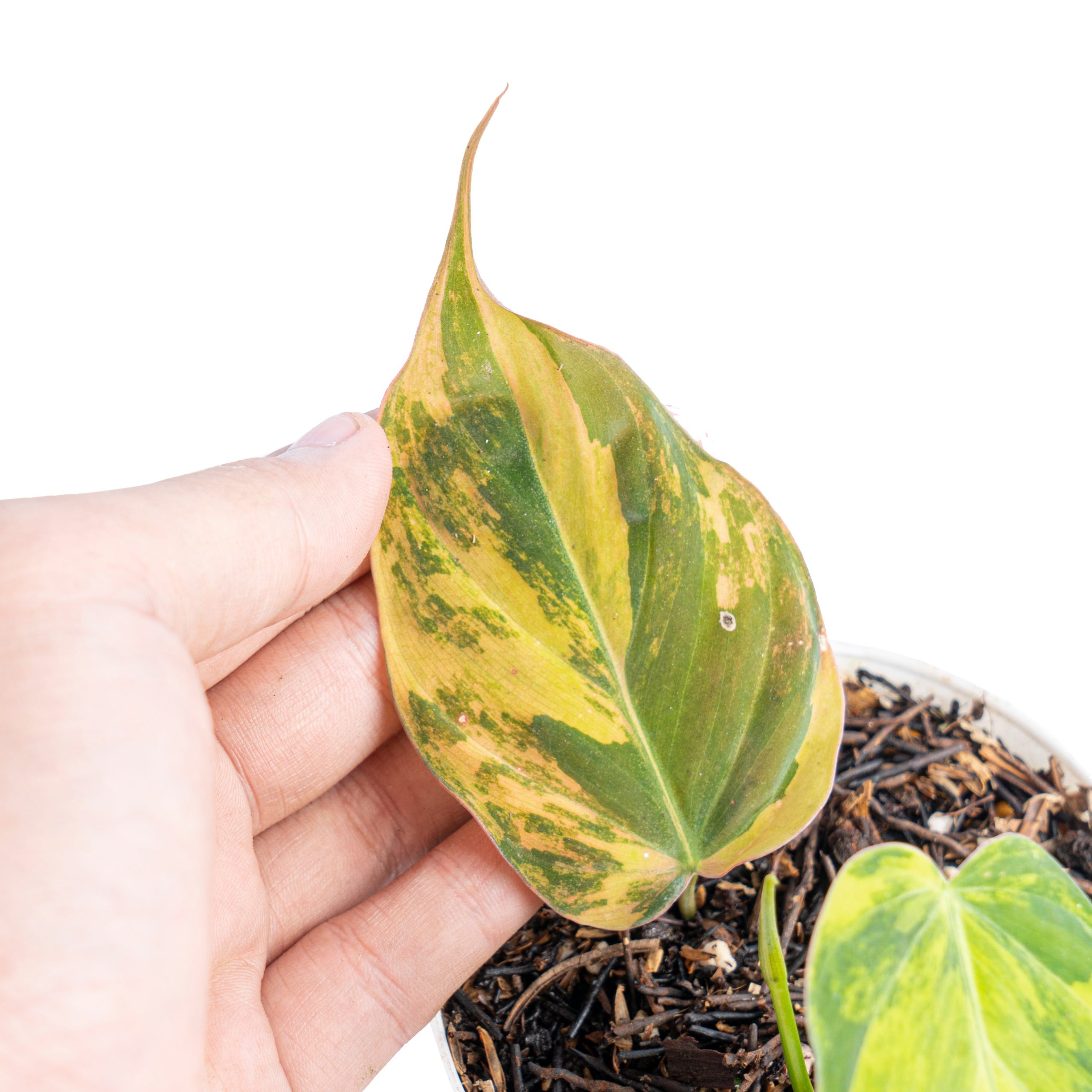 Philodendron micans variegated - Image 8