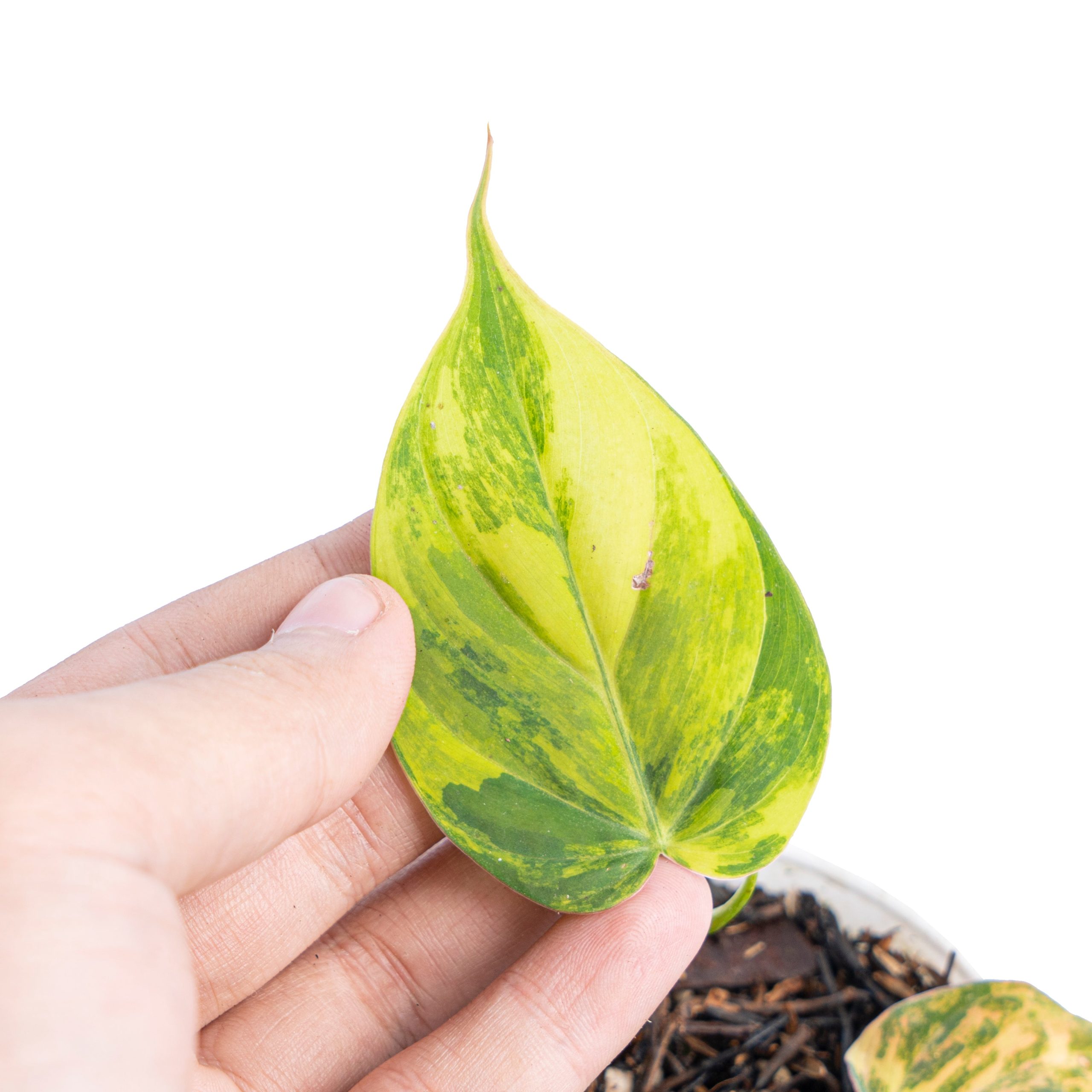 Philodendron micans variegated - Image 9