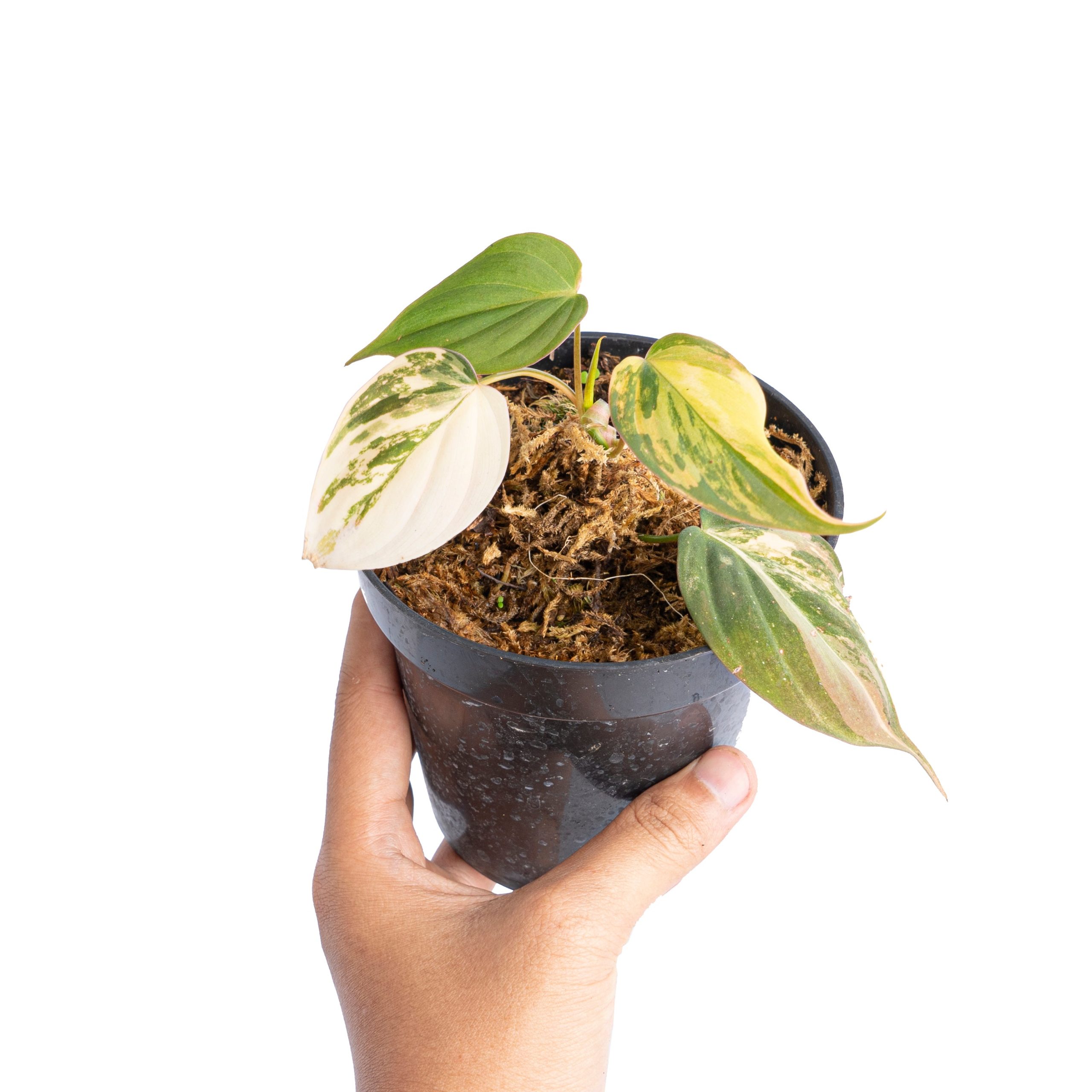 Philodendron micans variegated - Image 10