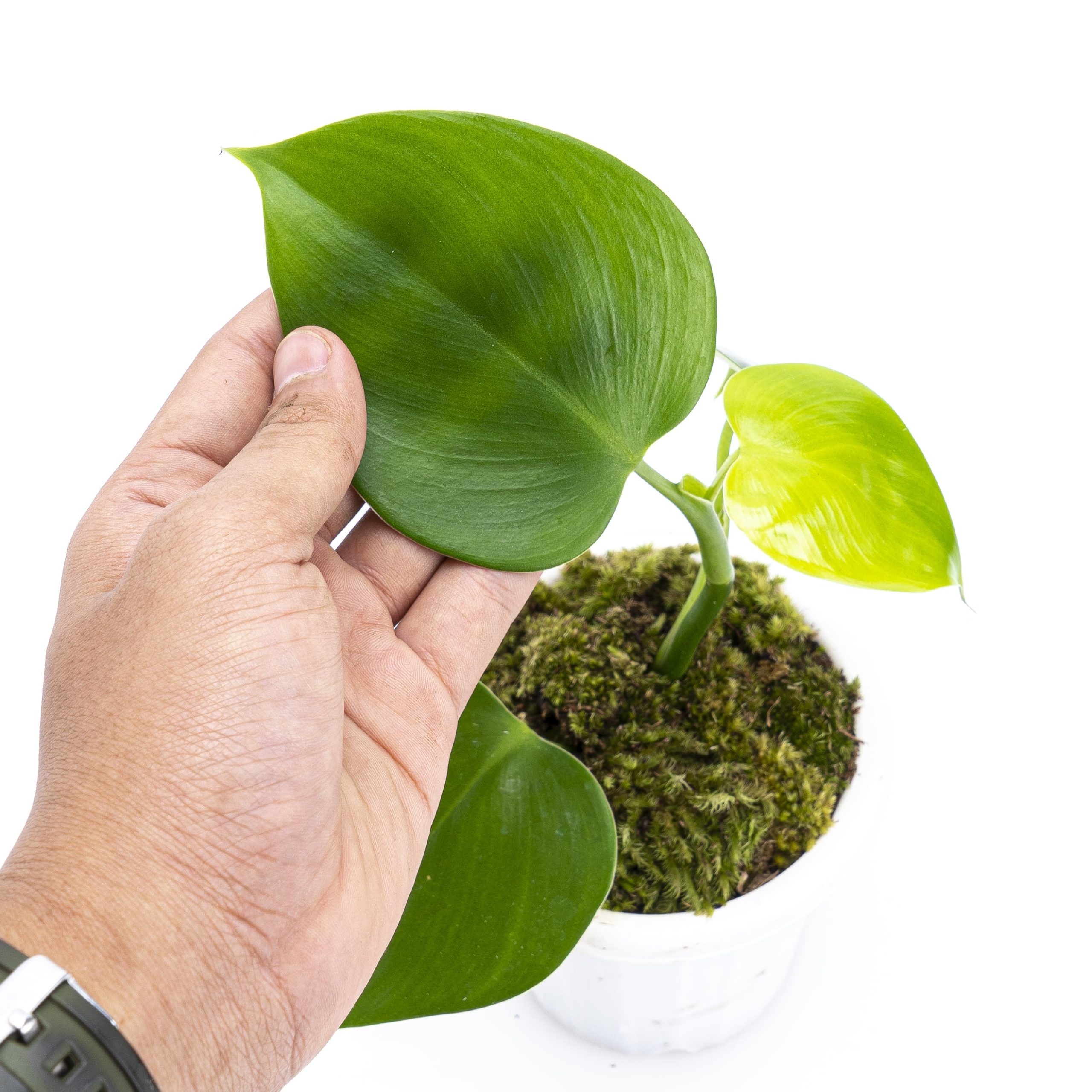 Philodendron Microstictum - Image 2