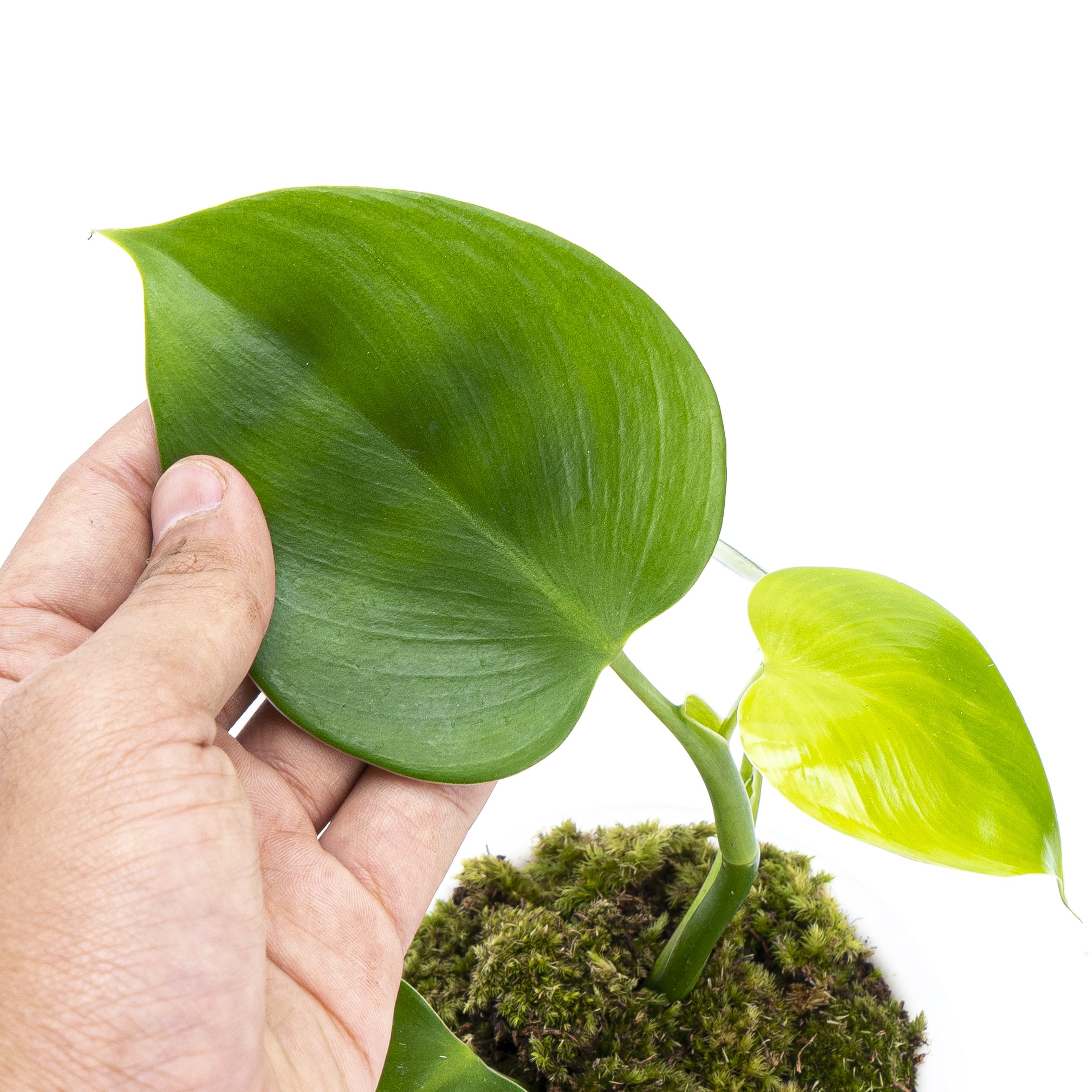 Philodendron Microstictum - Image 3