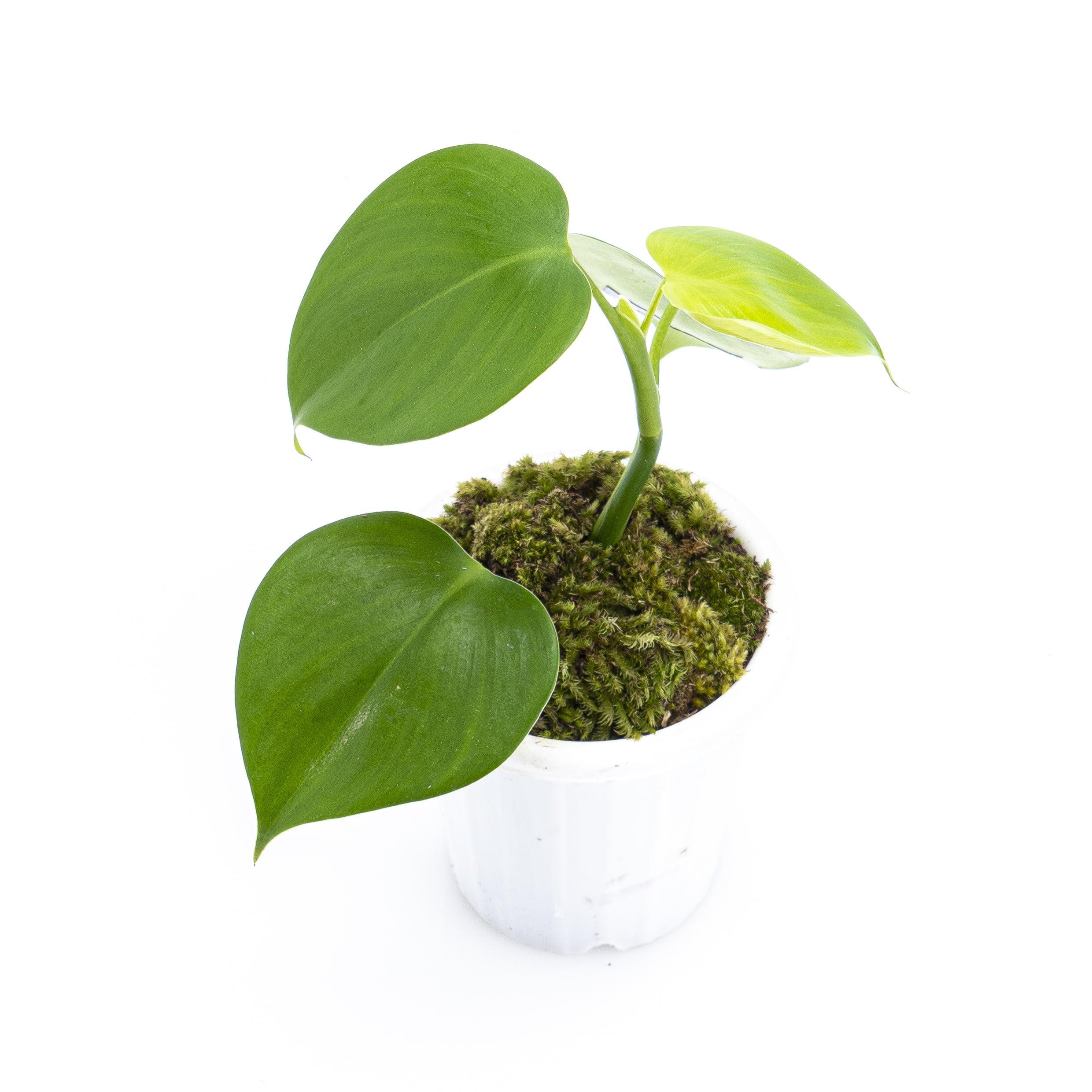 Philodendron Microstictum - Image 4