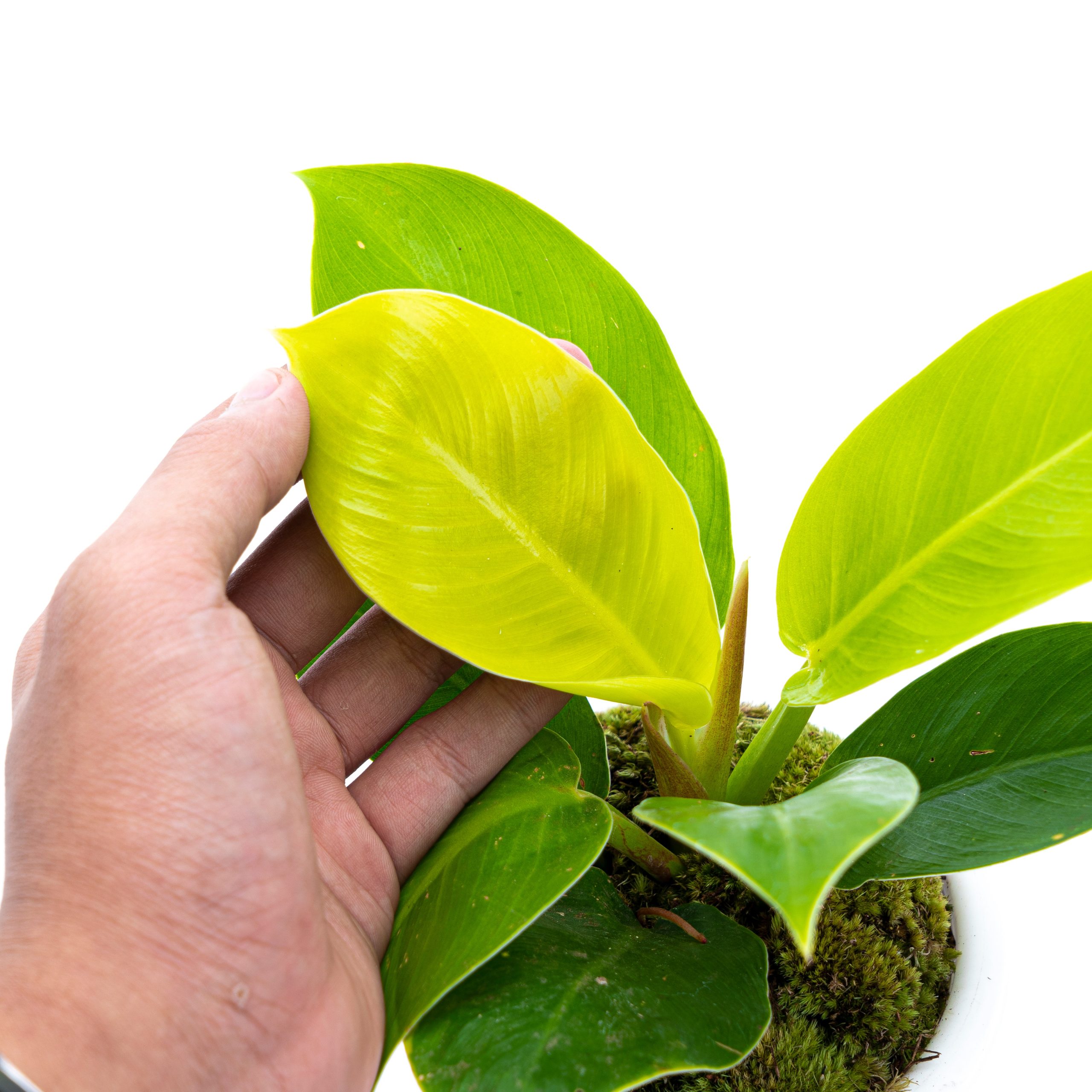 Philodendron Moonlight - Image 2