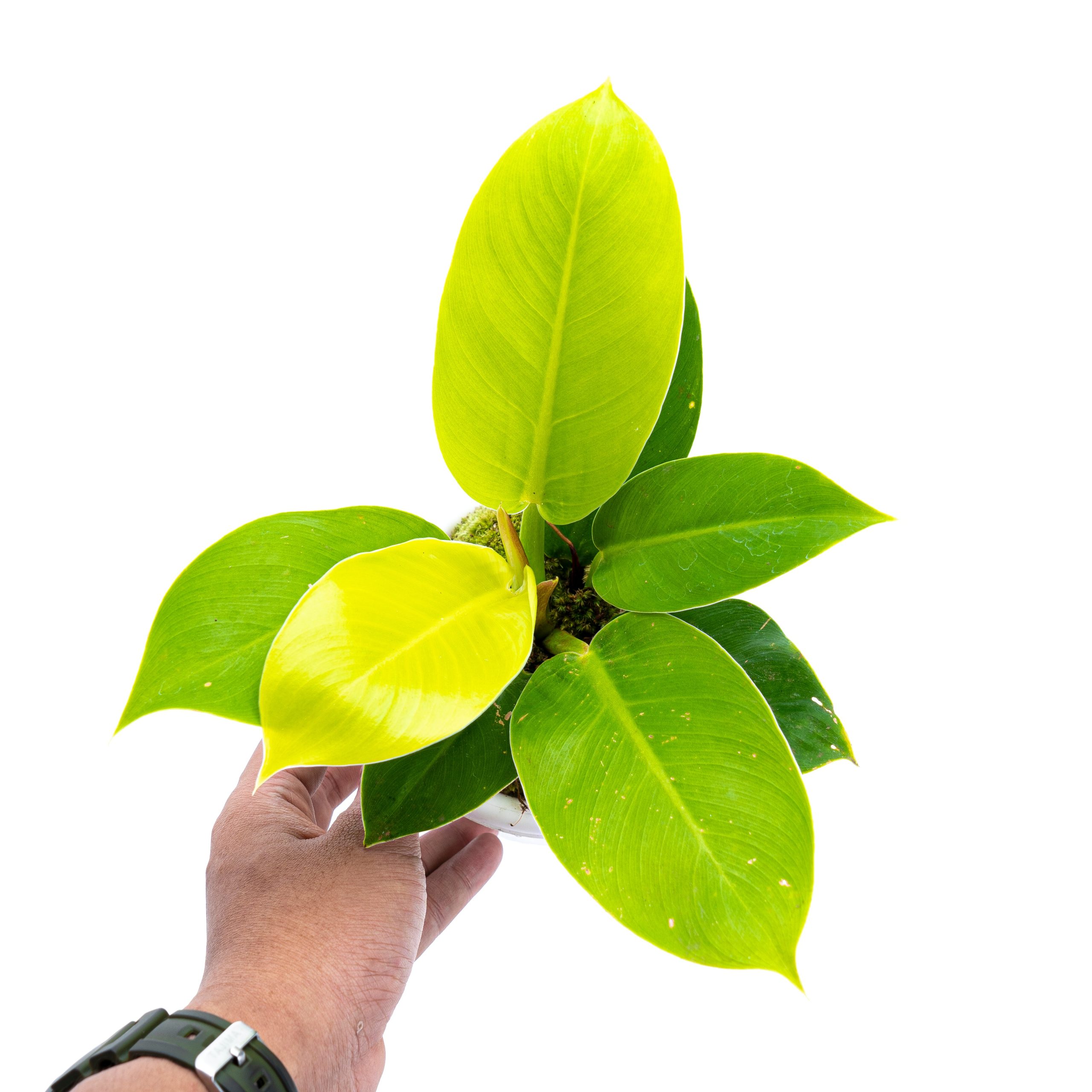Philodendron Moonlight - Image 3