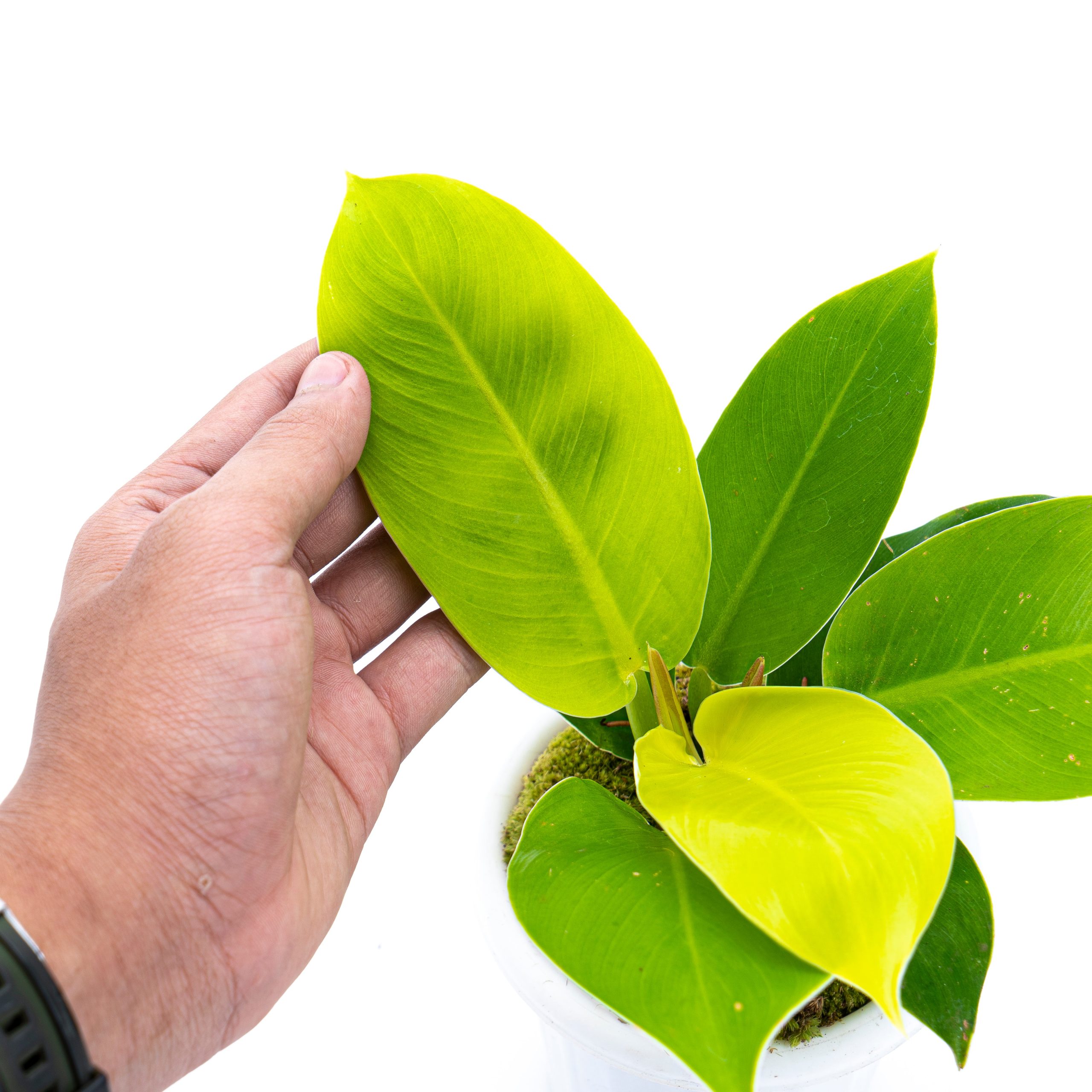 Philodendron Moonlight - Image 4