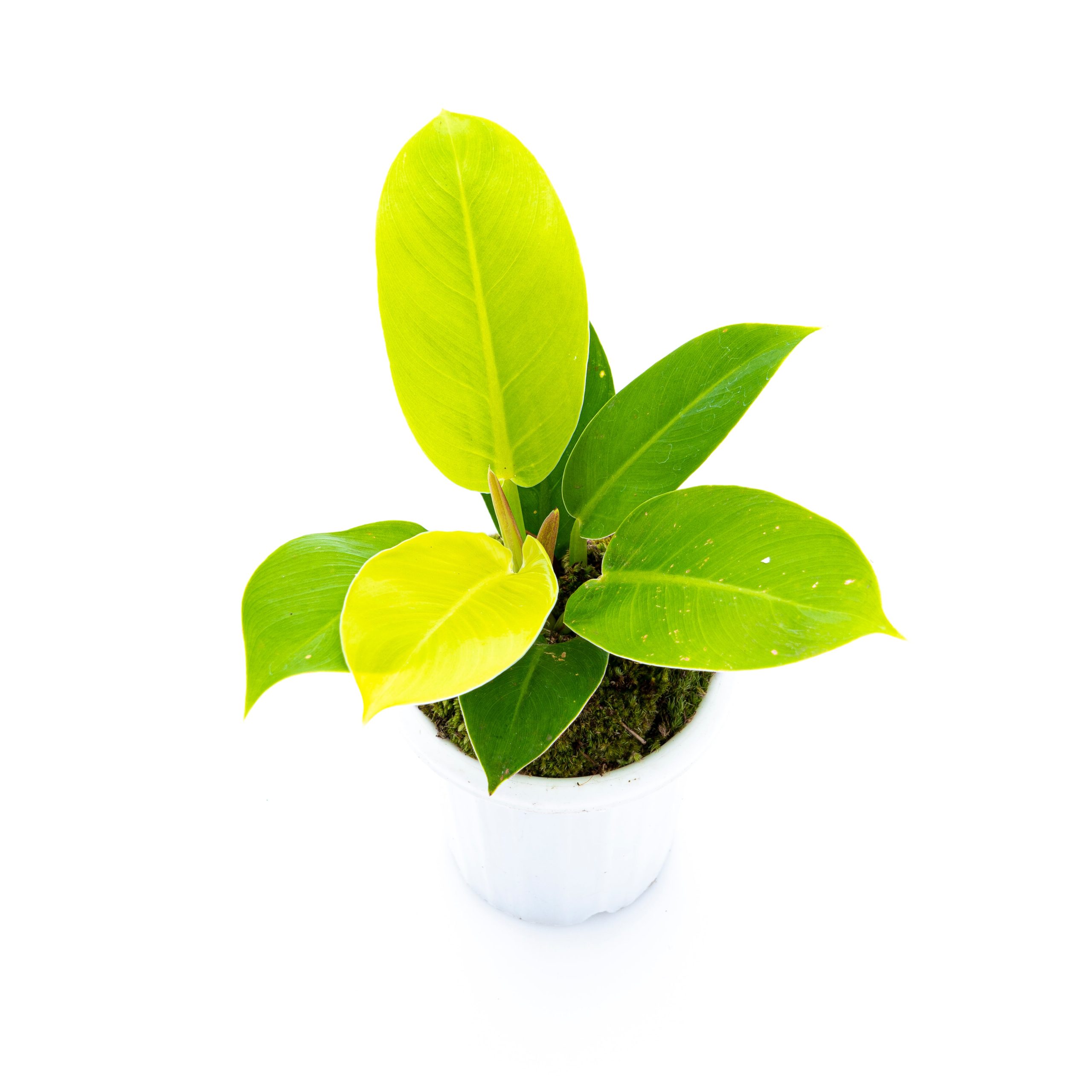 Philodendron Moonlight - Image 5
