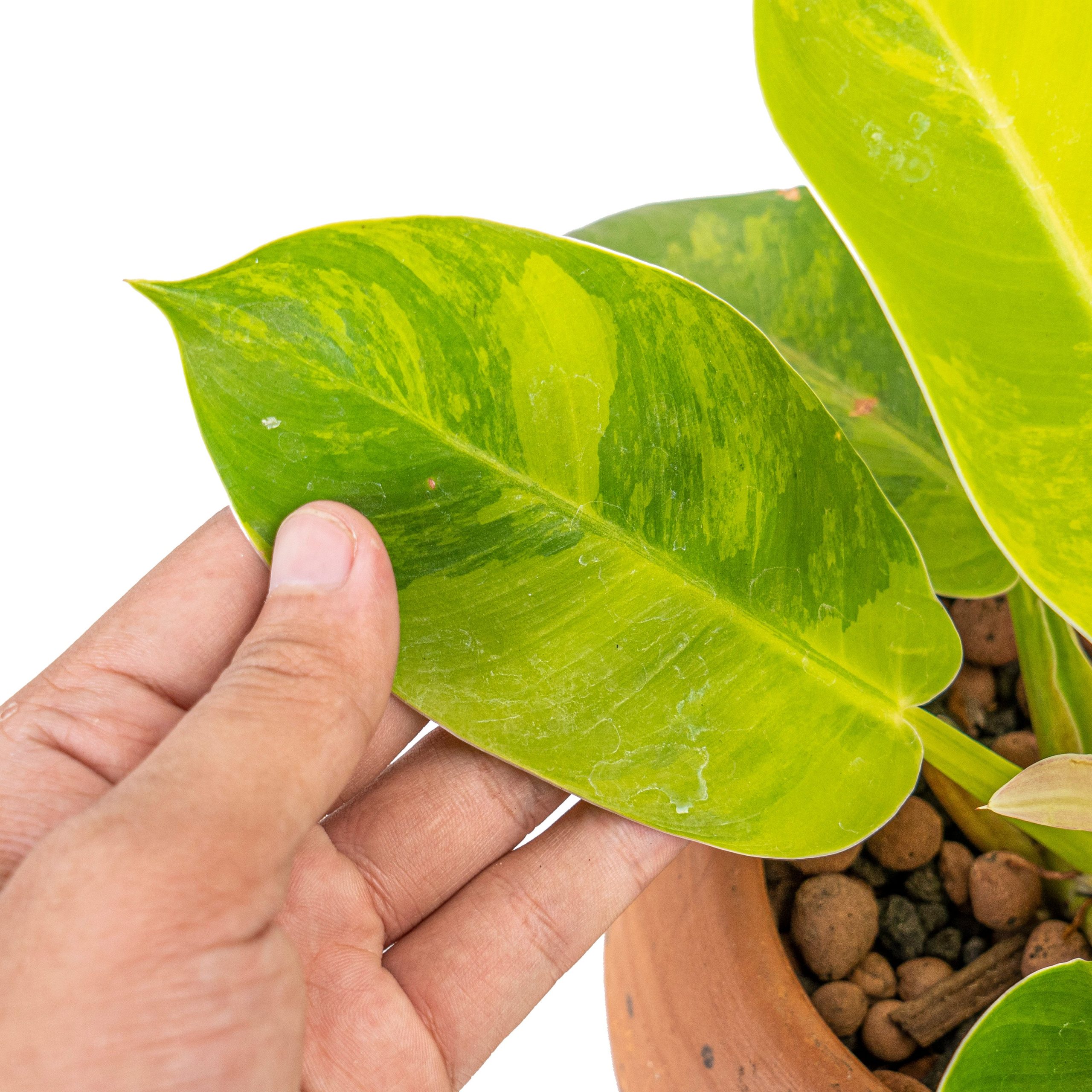 Philodendron moonlight variegated - Image 2