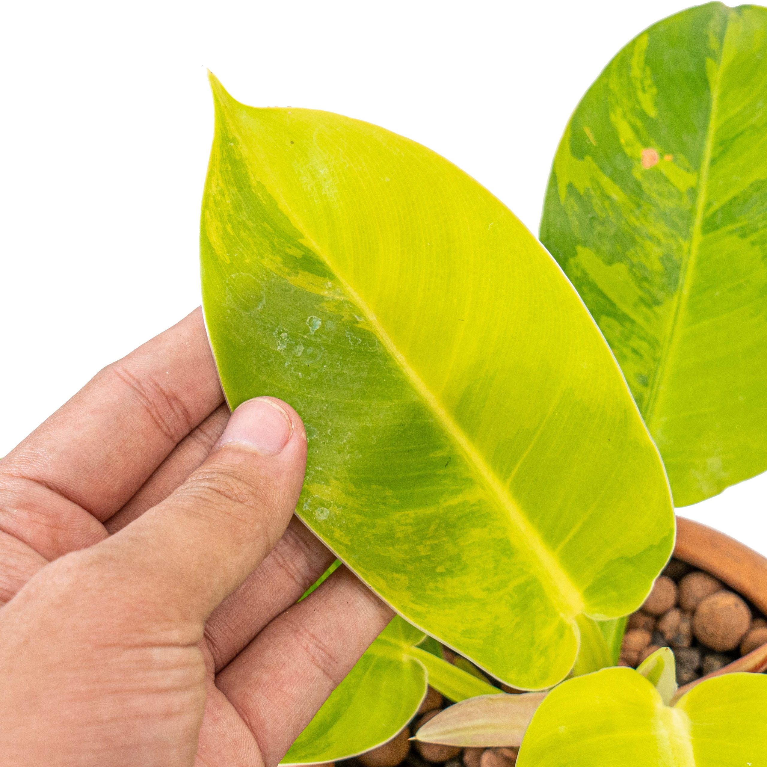 Philodendron moonlight variegated - Image 3