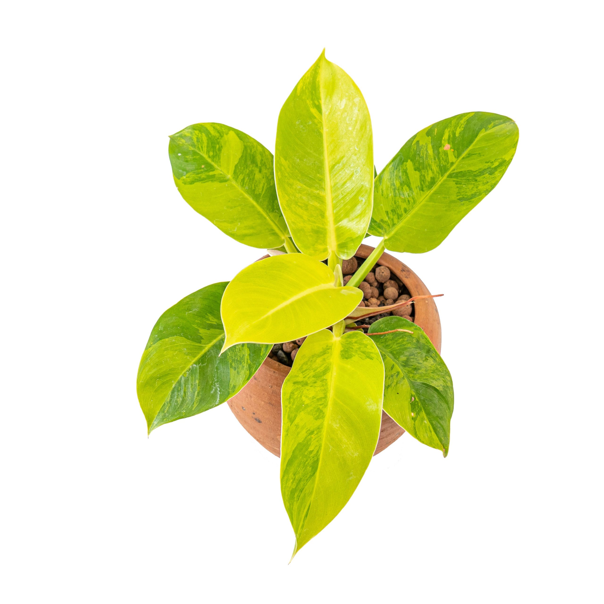 Philodendron moonlight variegated - Image 4