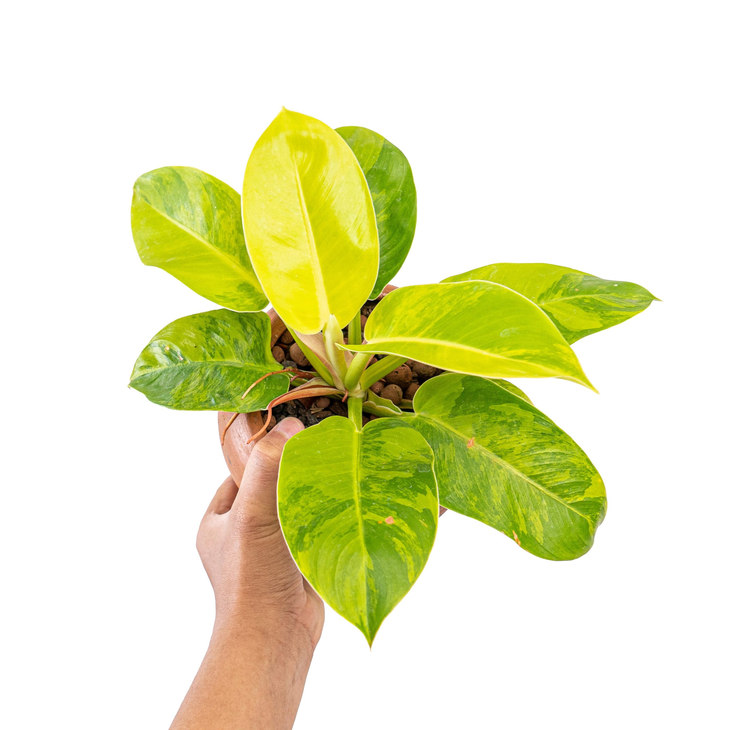 Philodendron moonlight variegated - Image 5