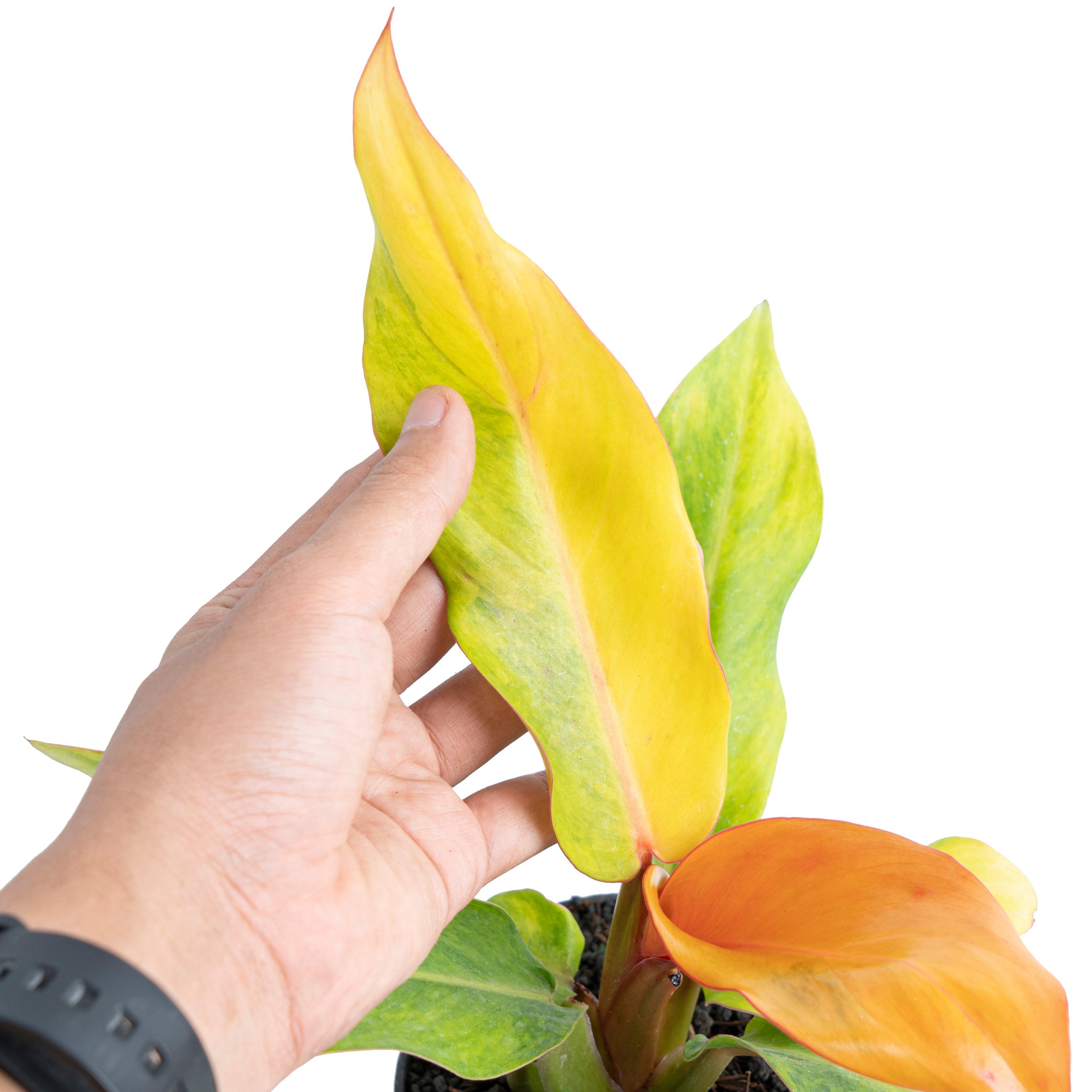 Philodendron orange marmalade Variegated - Image 2