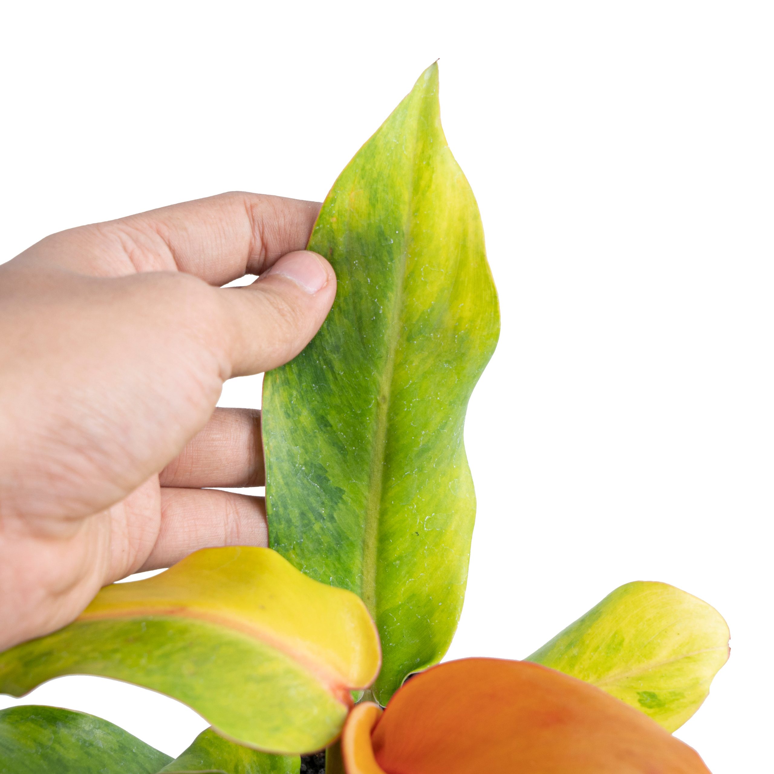 Philodendron orange marmalade Variegated - Image 3