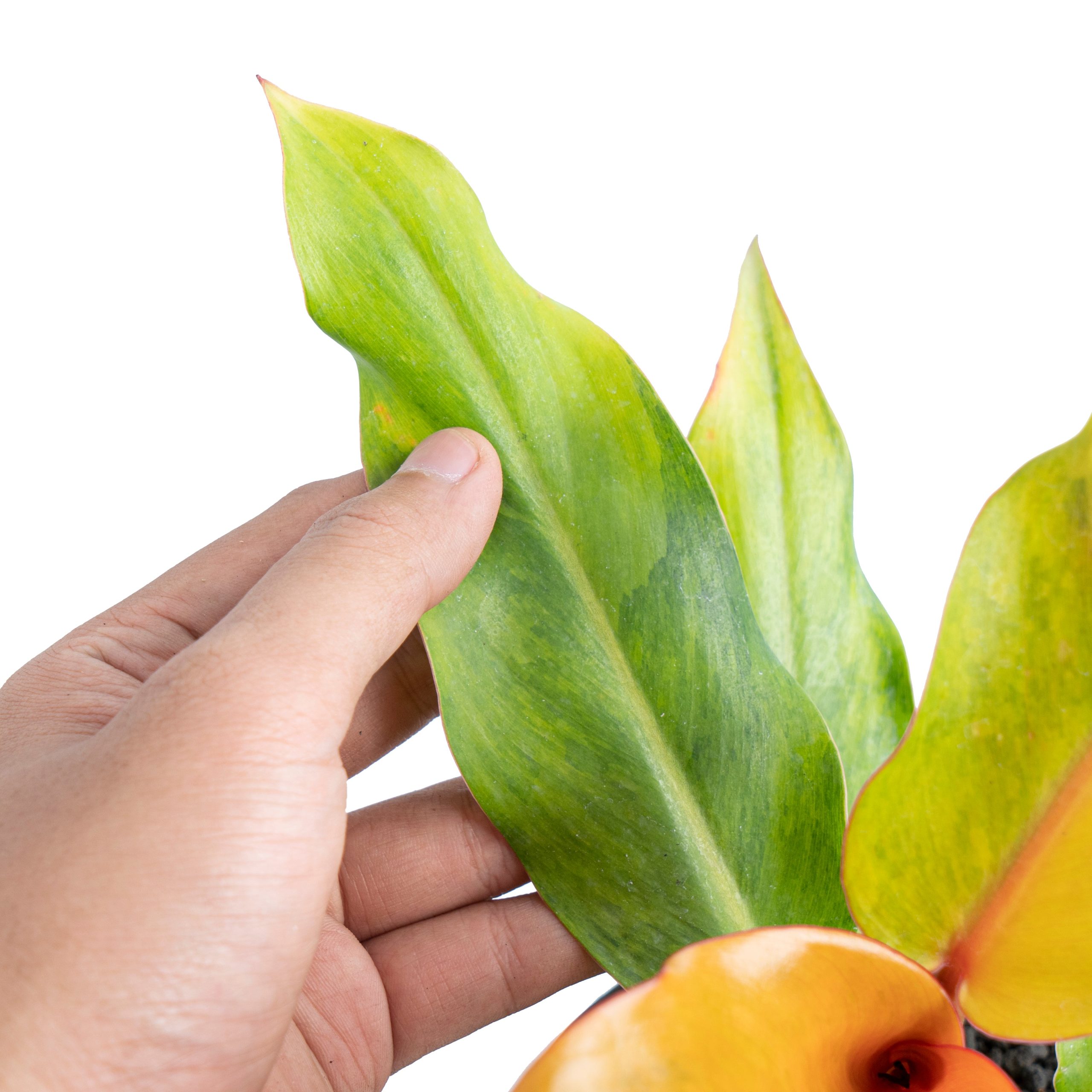 Philodendron orange marmalade Variegated - Image 4