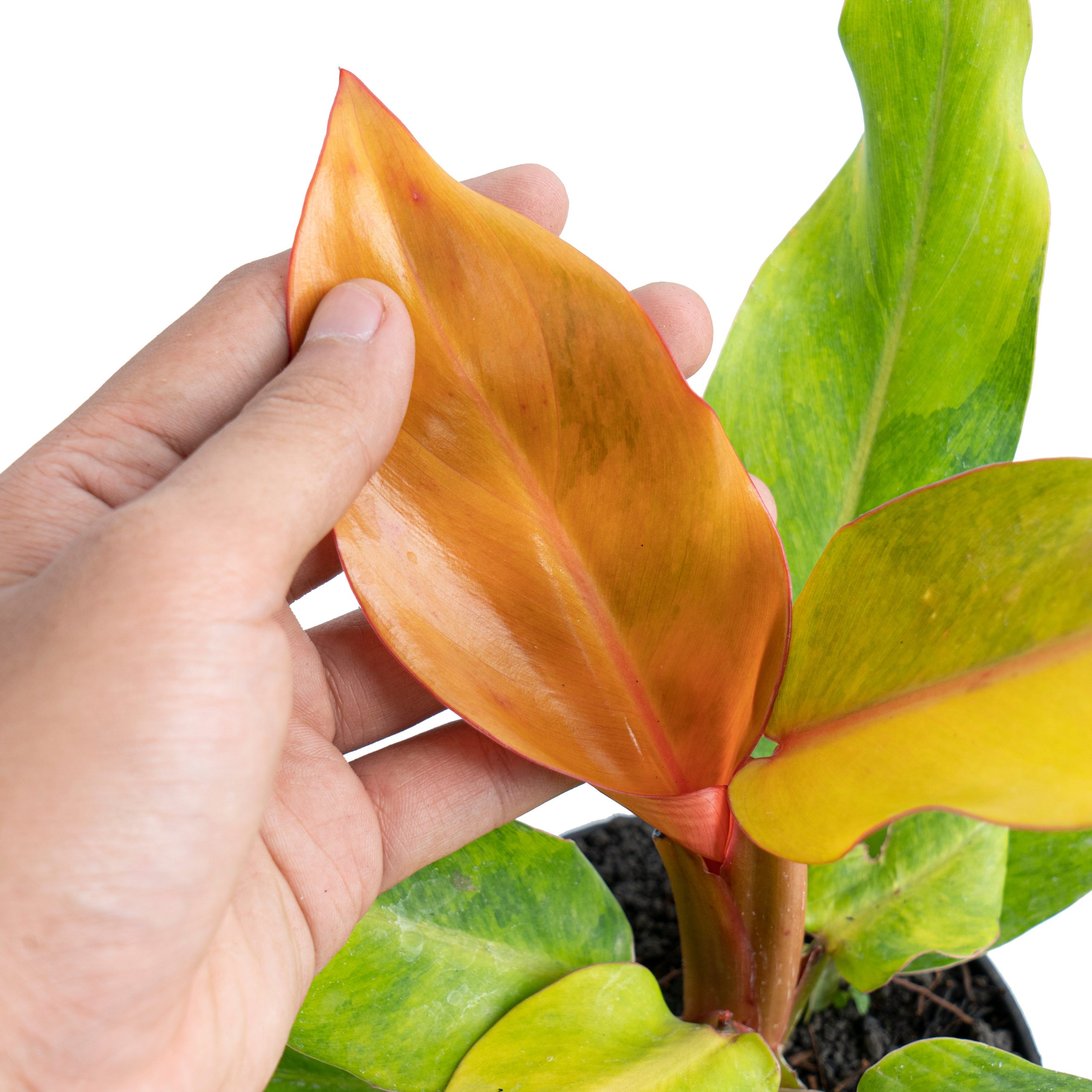 Philodendron orange marmalade Variegated - Image 5