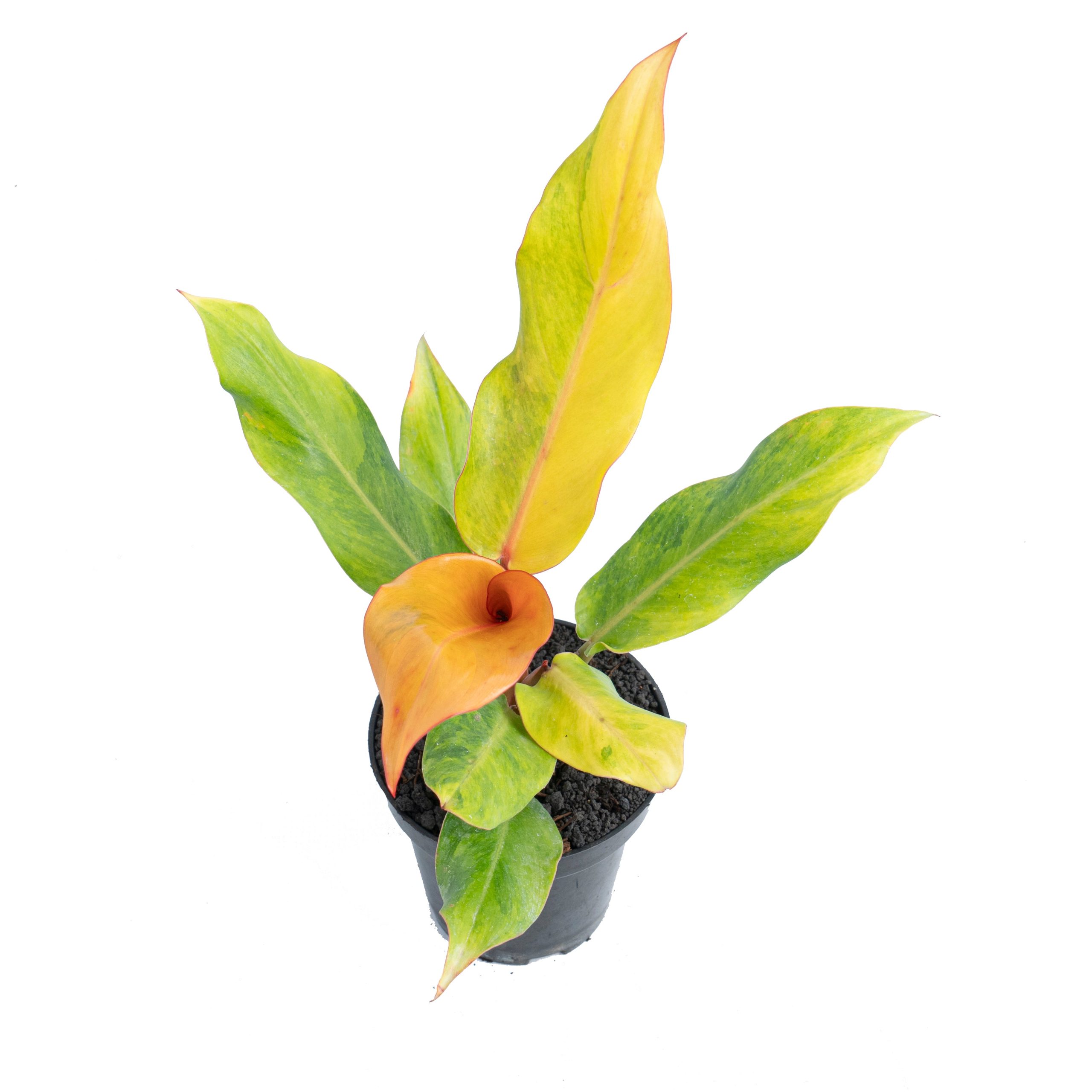 Philodendron orange marmalade Variegated - Image 6