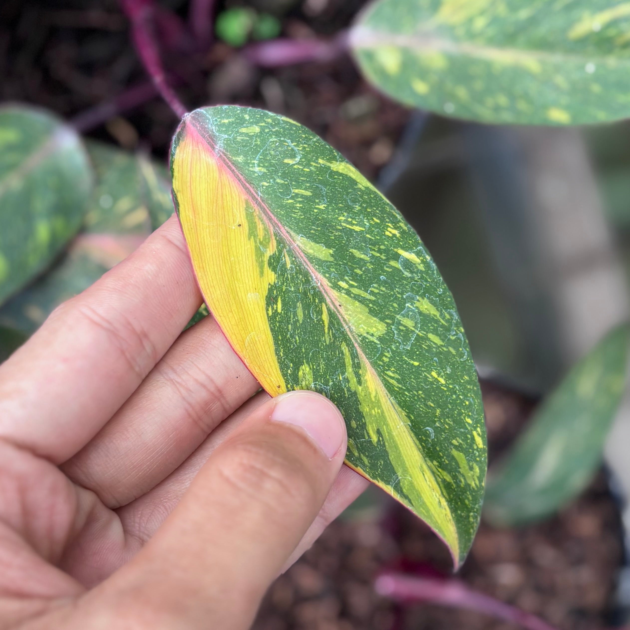 Philodendron orange princess galaxy - Image 2